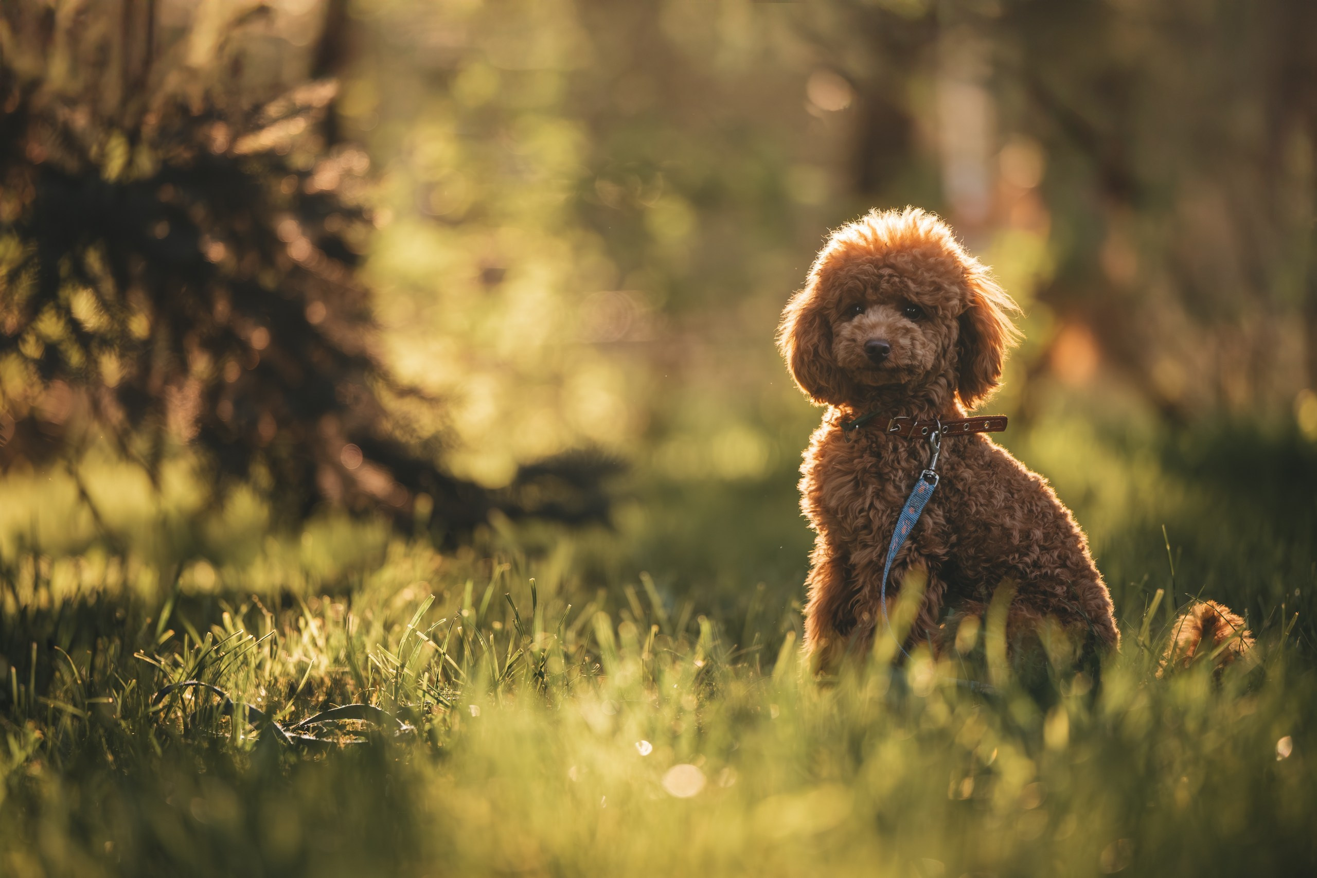 Юля с пуделем. Фотограф Анималист в Москве Анастасия Жучкова