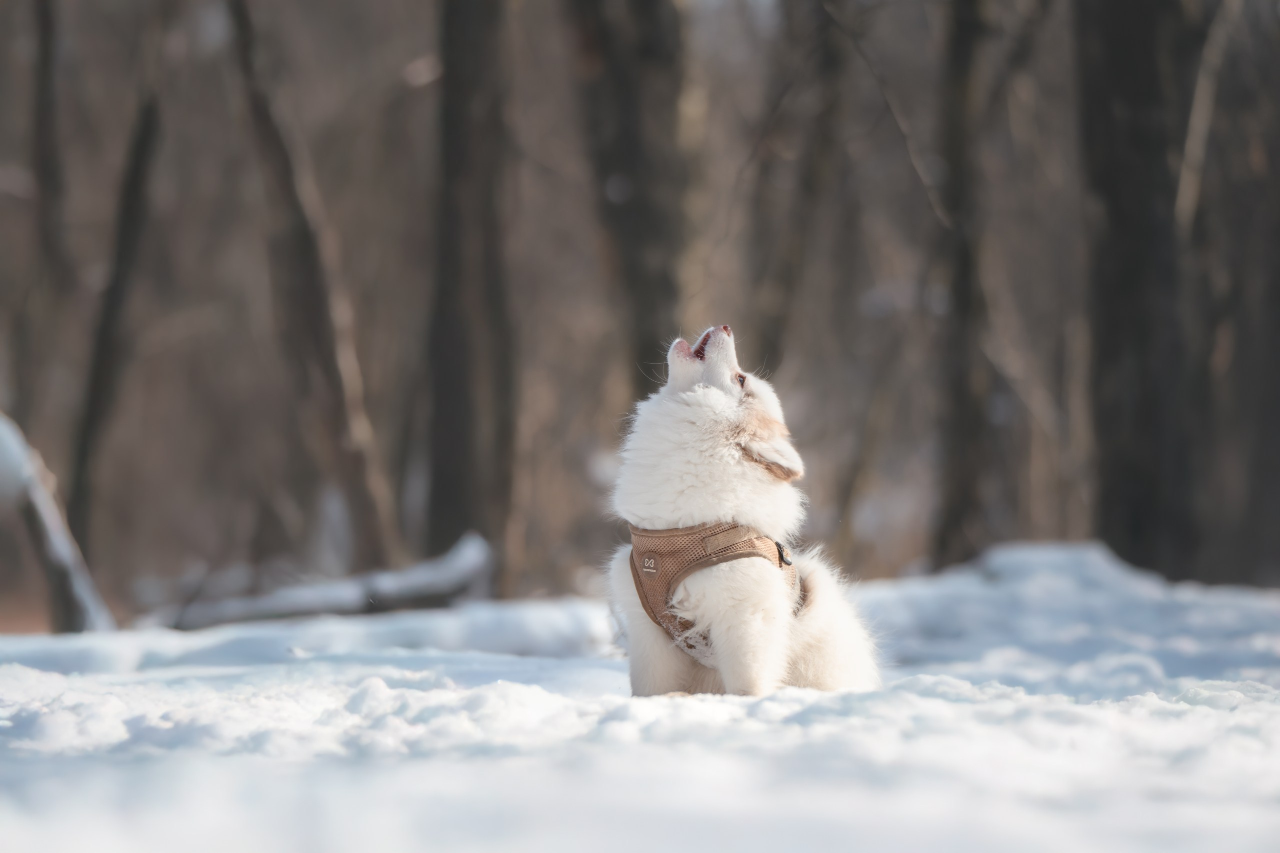 Виктория и 4 помски. Фотограф Анималист в Москве Анастасия Жучкова