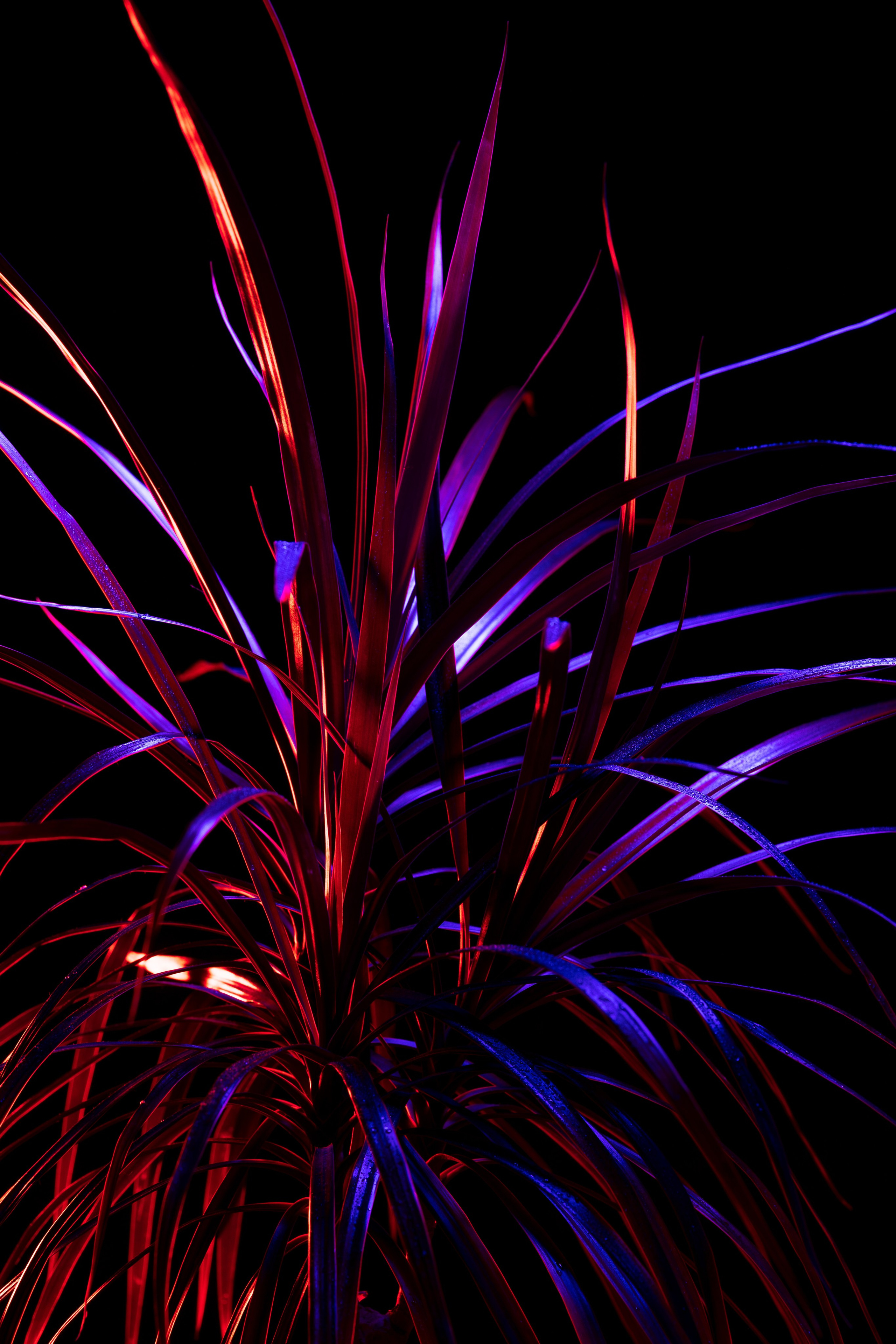 ЦВЕТНЫЕ ФОТОГРАФИИ. Никита Аничкин фото и видео оператор из России