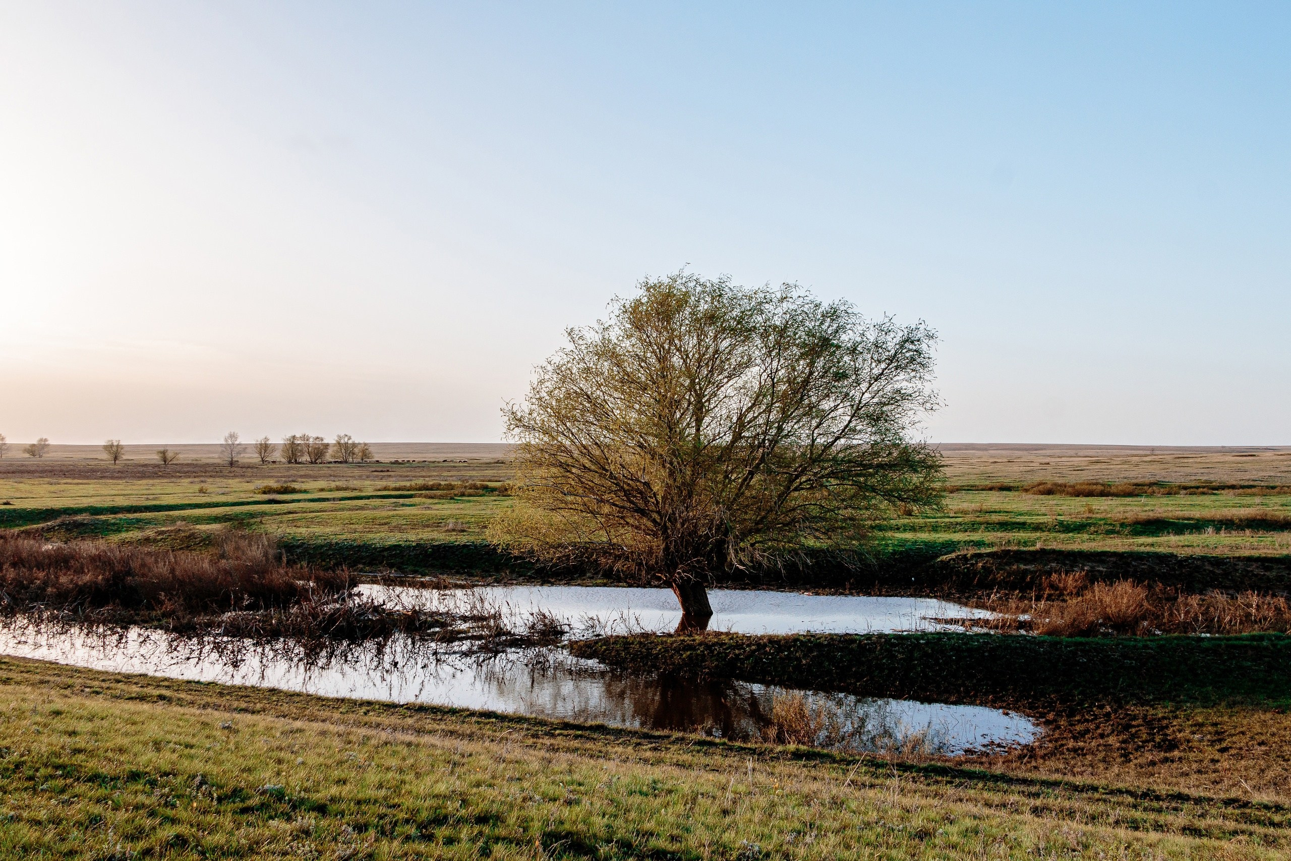 дерево, озеро, вода