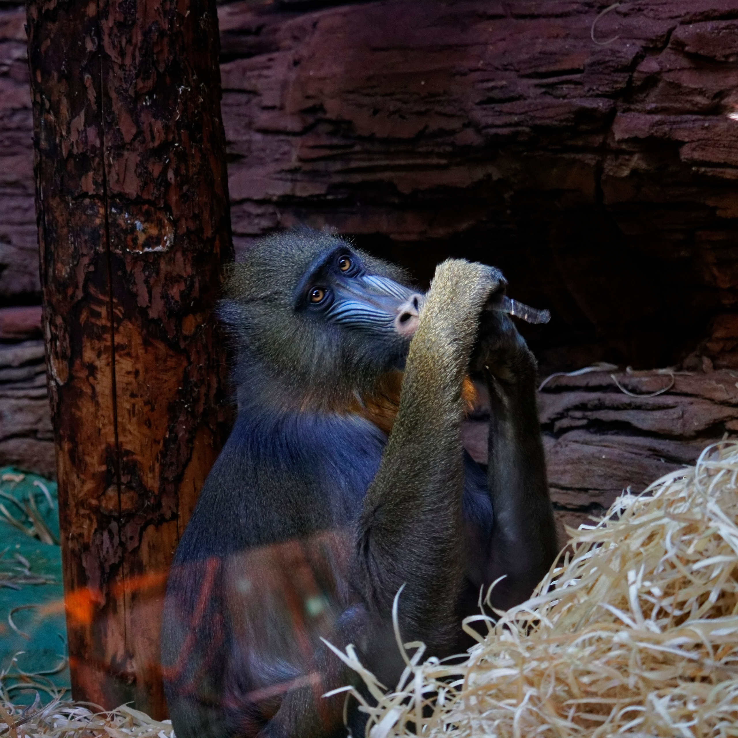 МОСКОВСКИЙ ЗООПАРК. Фотограф Владимир Роля