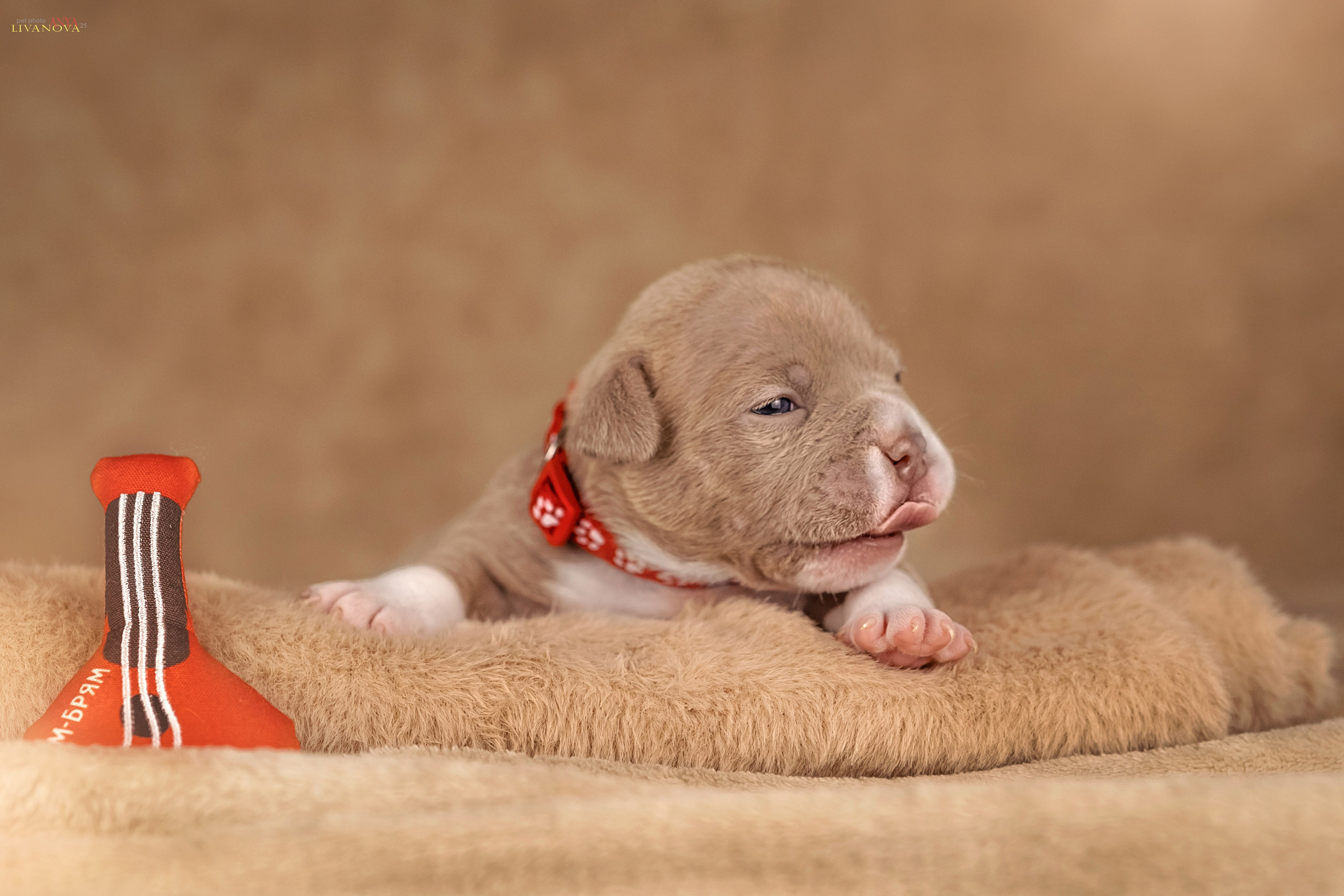 Амбулли. Фотограф анималист Аня Ливанова | Рыбинск