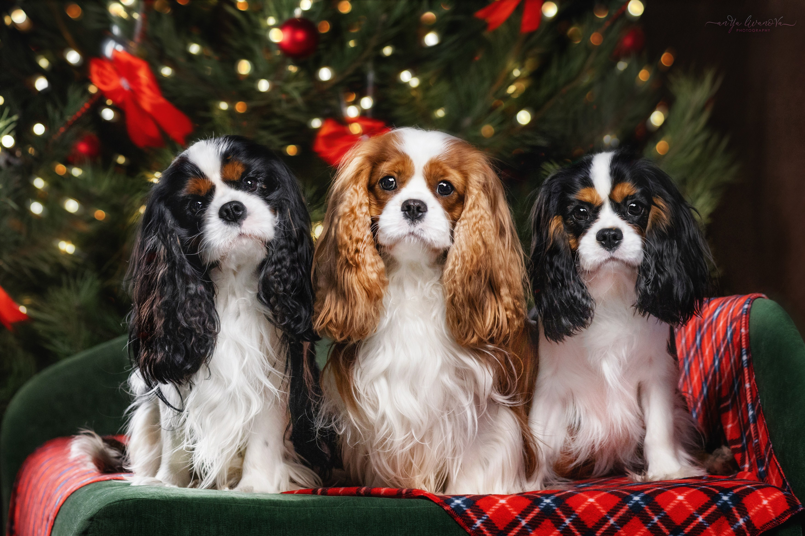 Новогодняя атмосфера в «Simply the Best». Фотограф анималист Аня Ливанова | Рыбинск