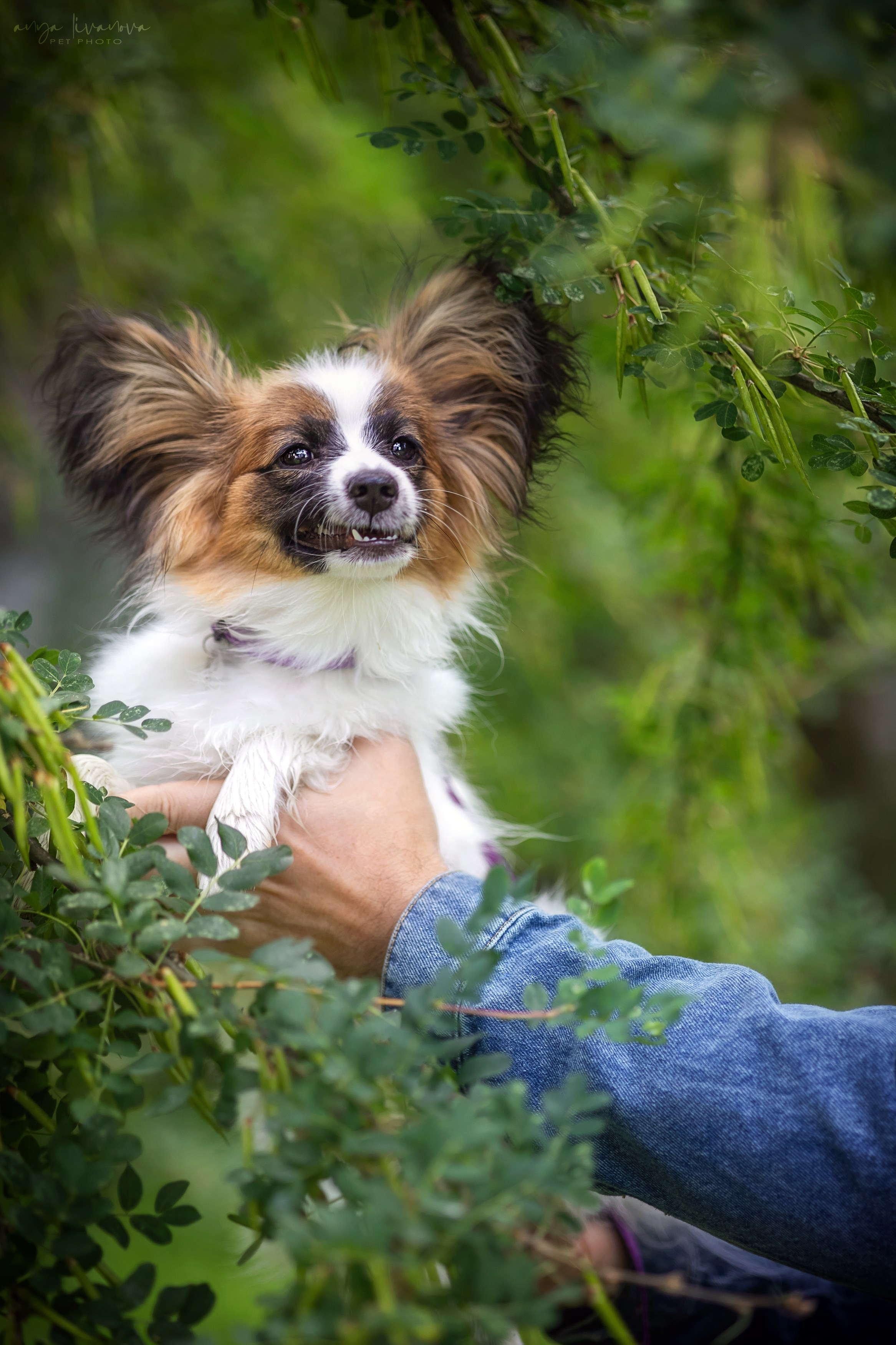 Хьюстон. Фотограф анималист Аня Ливанова | Рыбинск