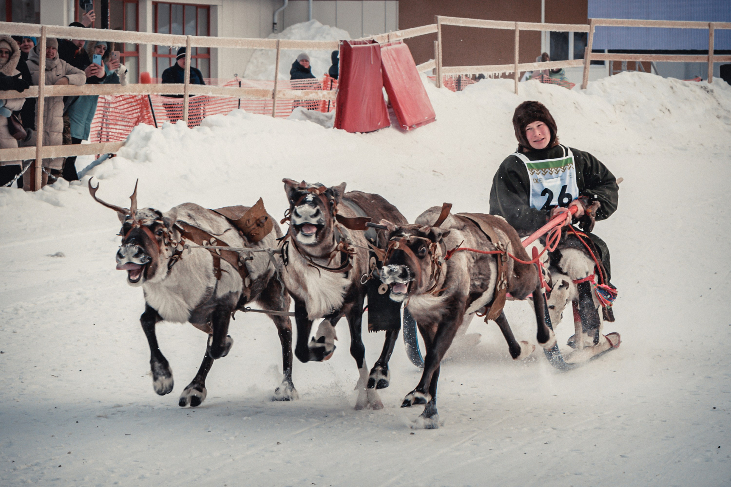 Конкурс оленеводов. Фотограф в Ханты-Мансийске Евгений Жуланов