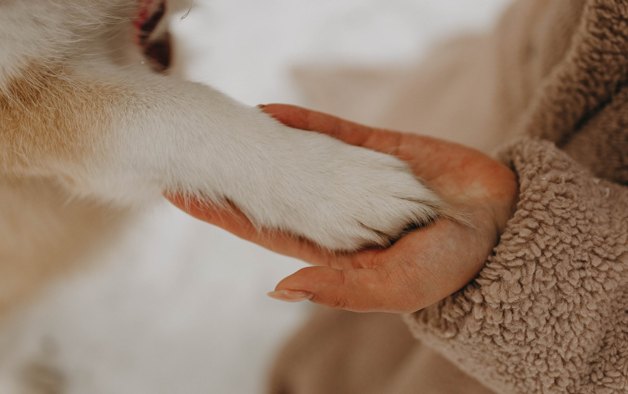 Варвара и Шелби. Фотограф-анималист в Екатеринбурге | Кристина