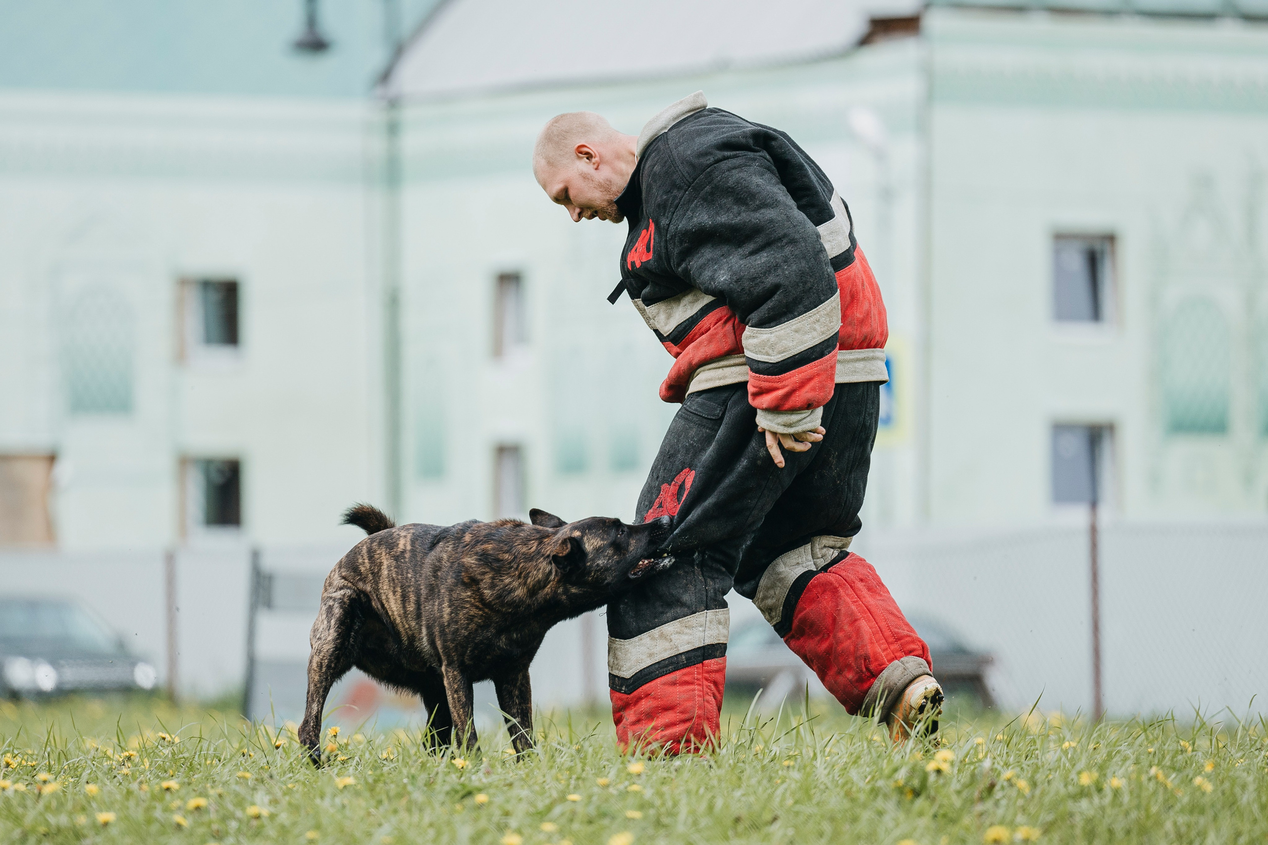 26.05.25 г. Пушкин квалификационные соревнования. Фотограф-анималист Анна Маринич