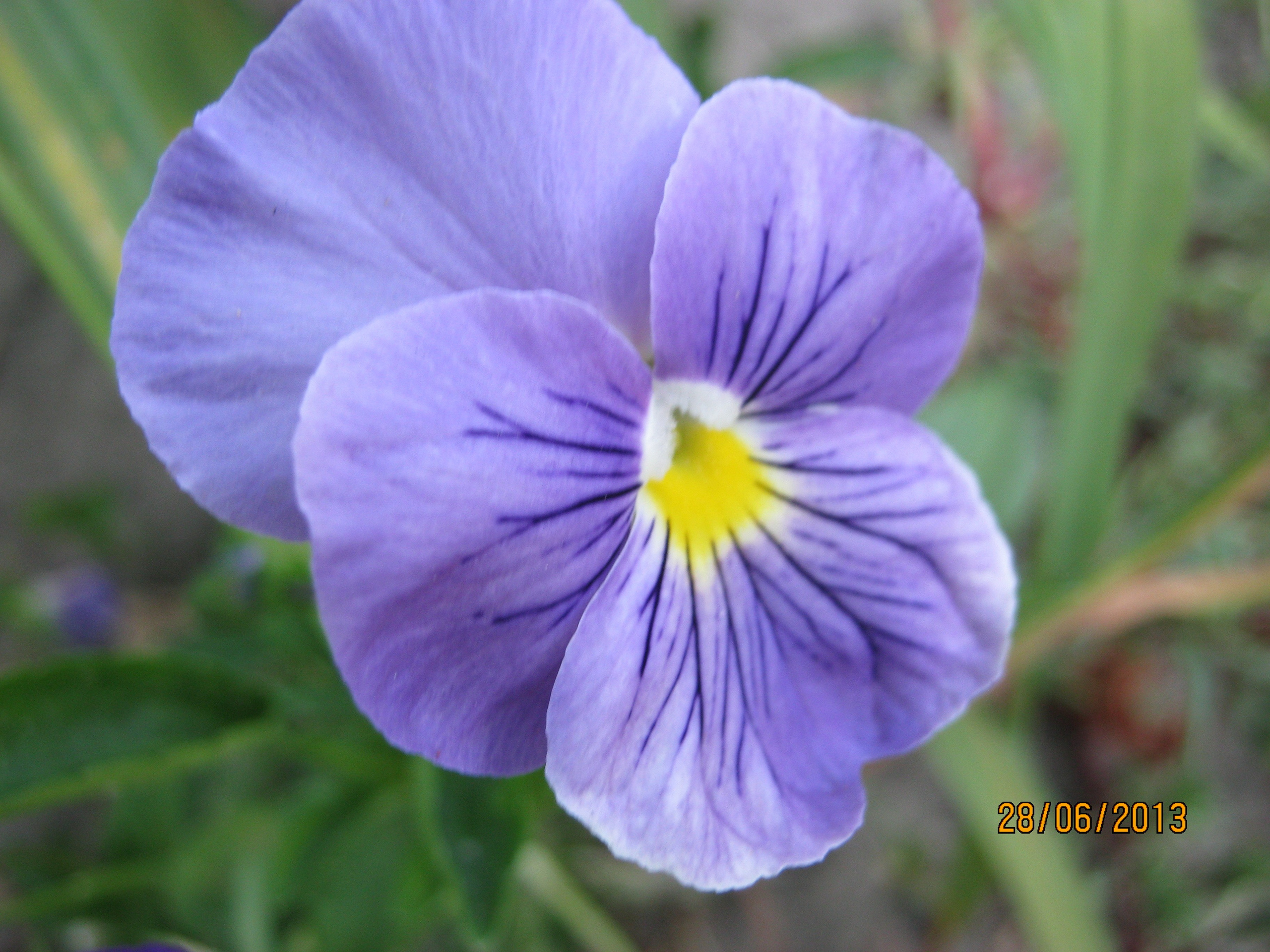 На Больничной 28.06.2013. Семейный, Свадебный фотограф СПБ Питер— Романова Екатерина