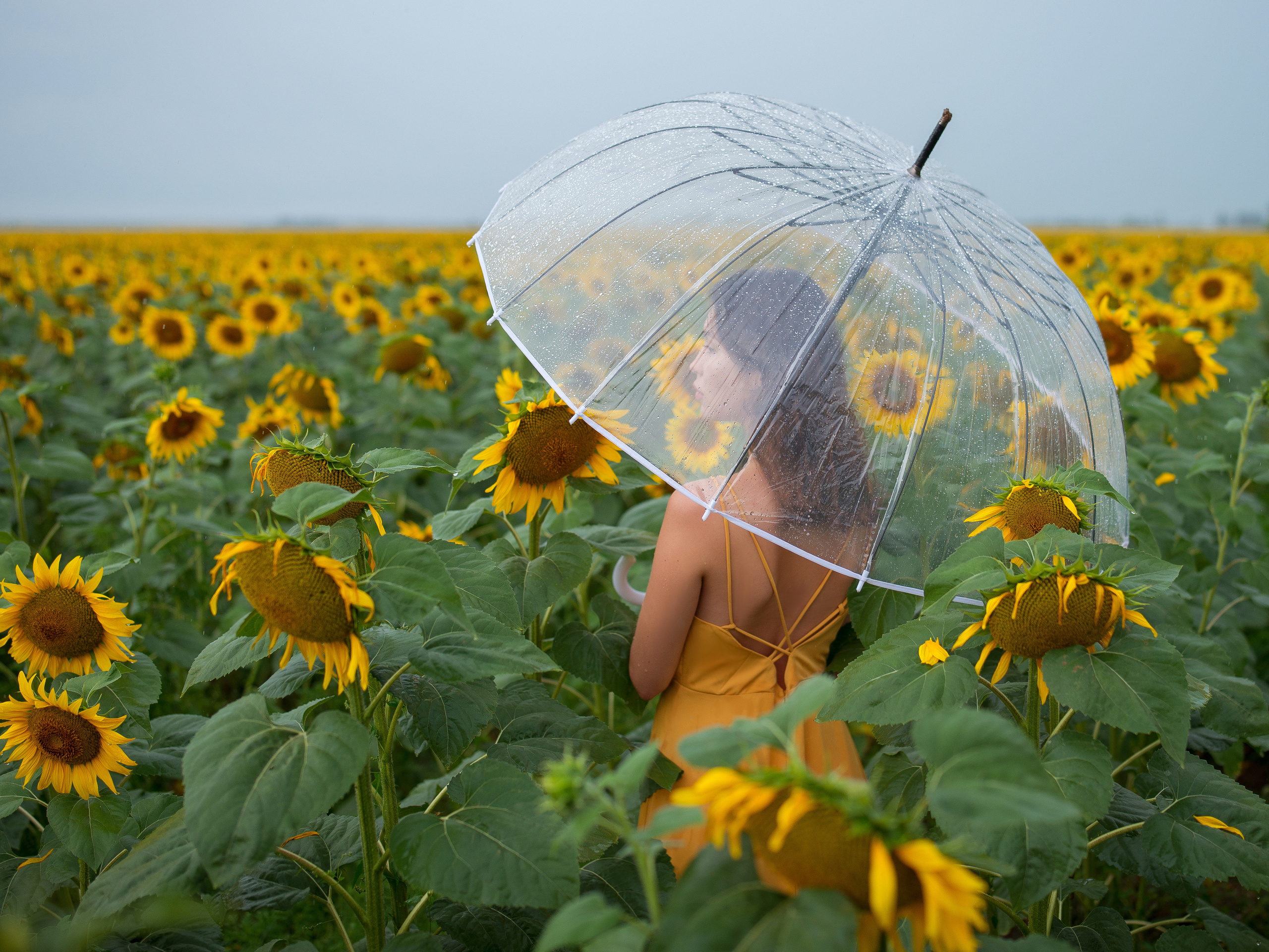 Фотограф в Севастополе. Запись на фотосессии в подсолнухах