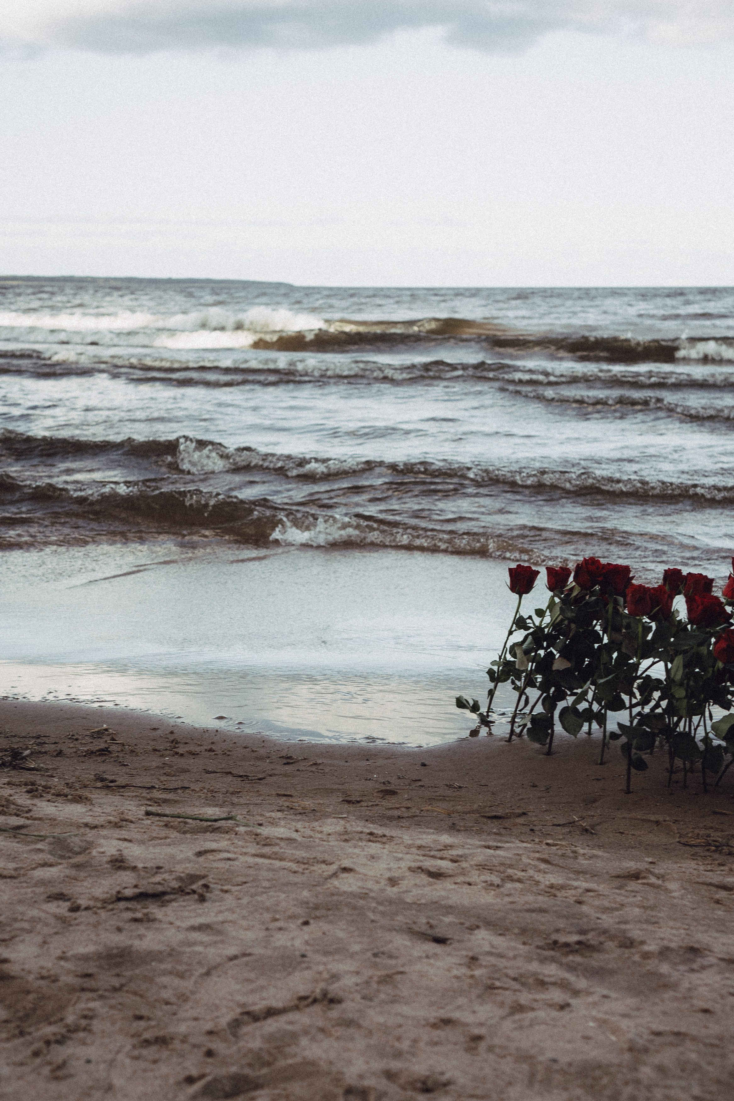 Розы. Профессиональный фотограф, Санкт-Петербург — Виктория Богомолова