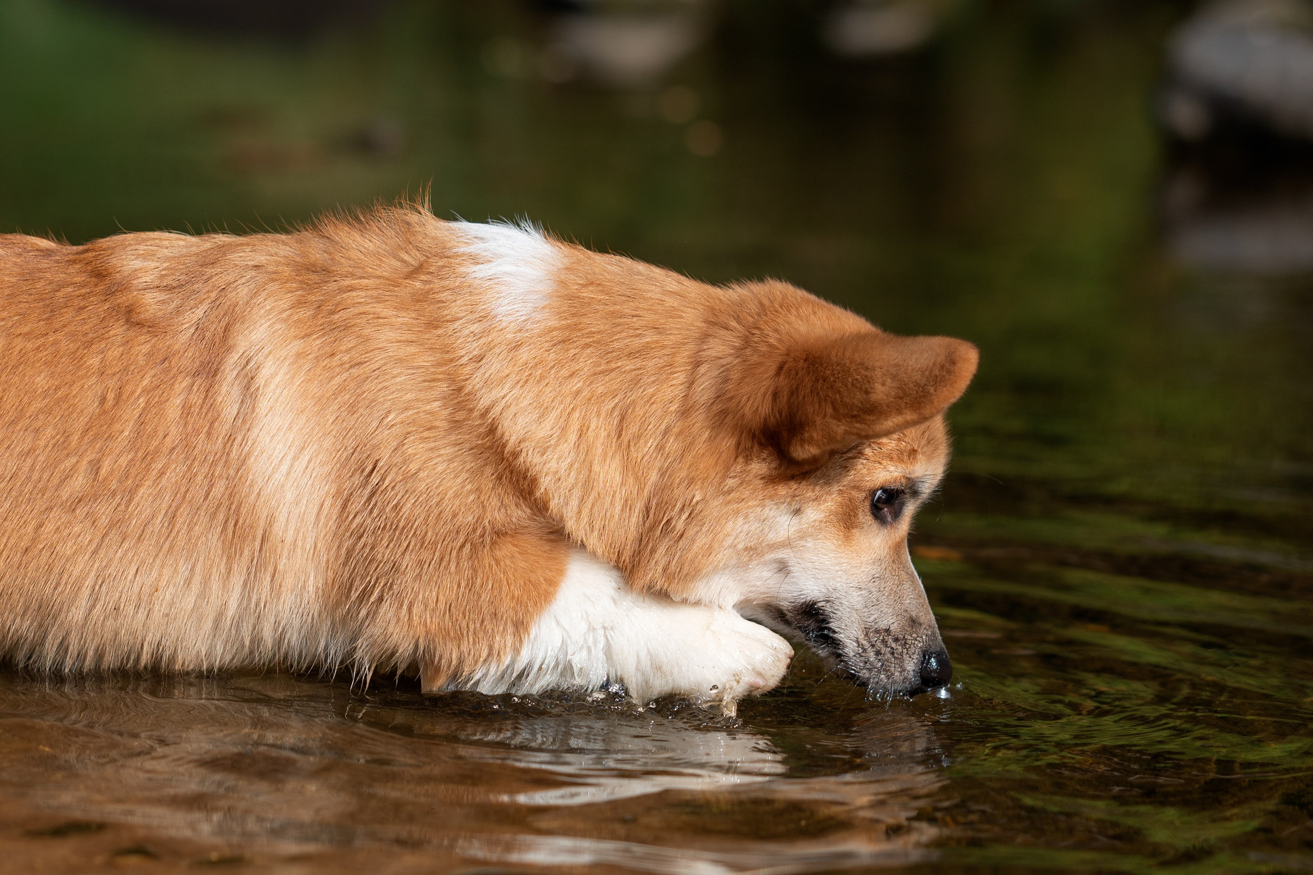 Заводчик Ольга Кушкина. Творческий фотограф Вологда