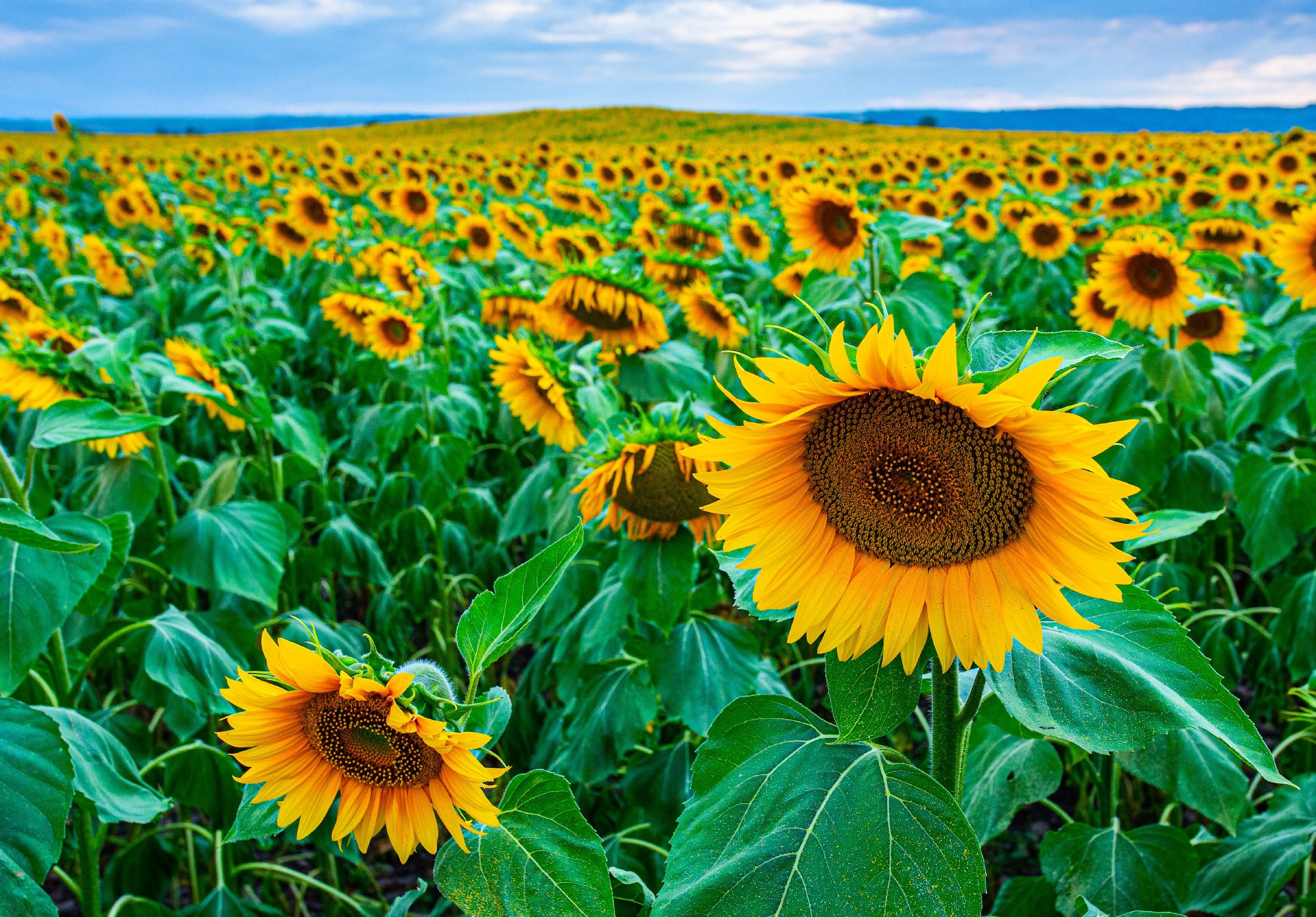 Свадебный фотограф в Геленджике