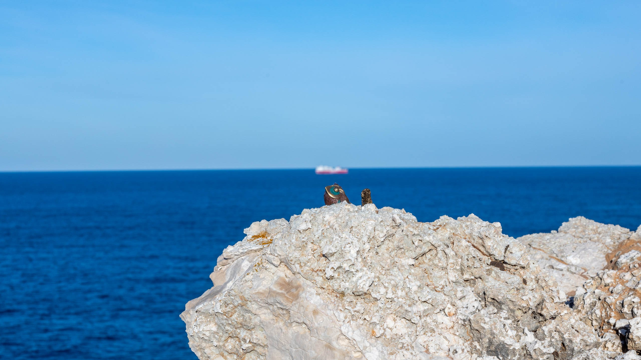 Ёжик и сова. Фотографии