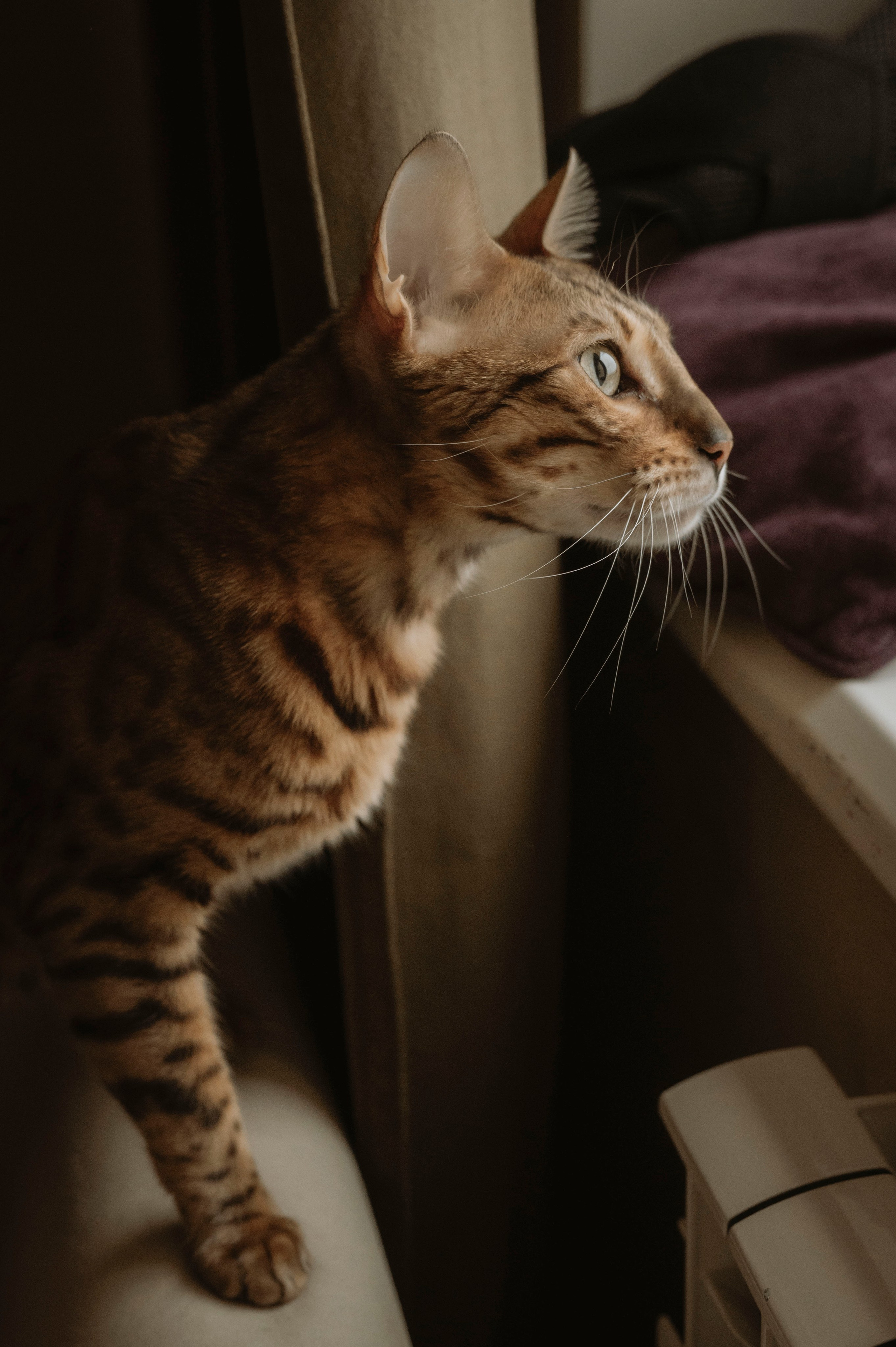 Домашняя семейная фотосессия. Фотограф беременных, лайфстаил фотограф, Ньюборн фотограф, все включено