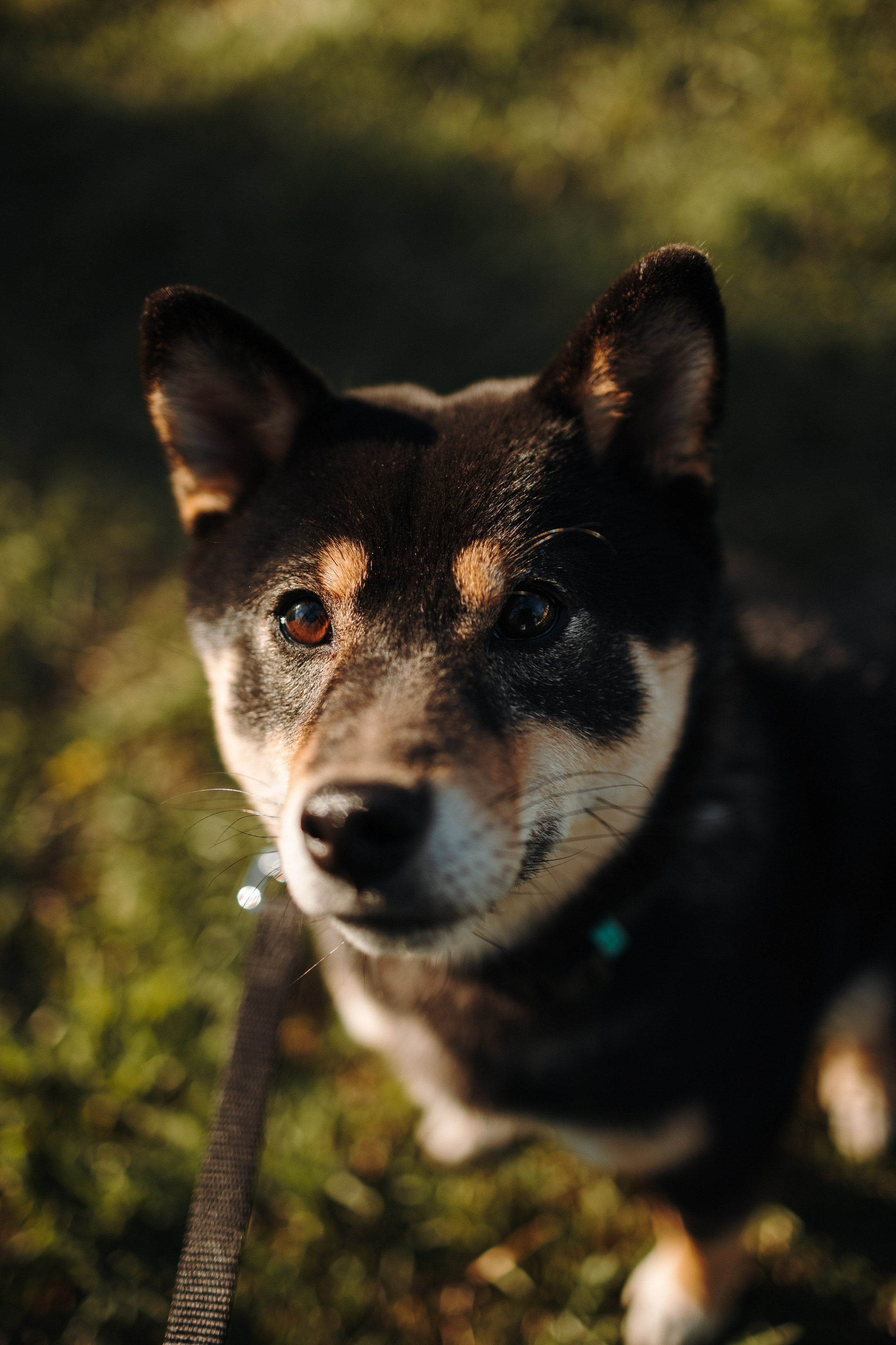 Даша и ее девочки. Фотограф — Анималист | Санкт-Петербург