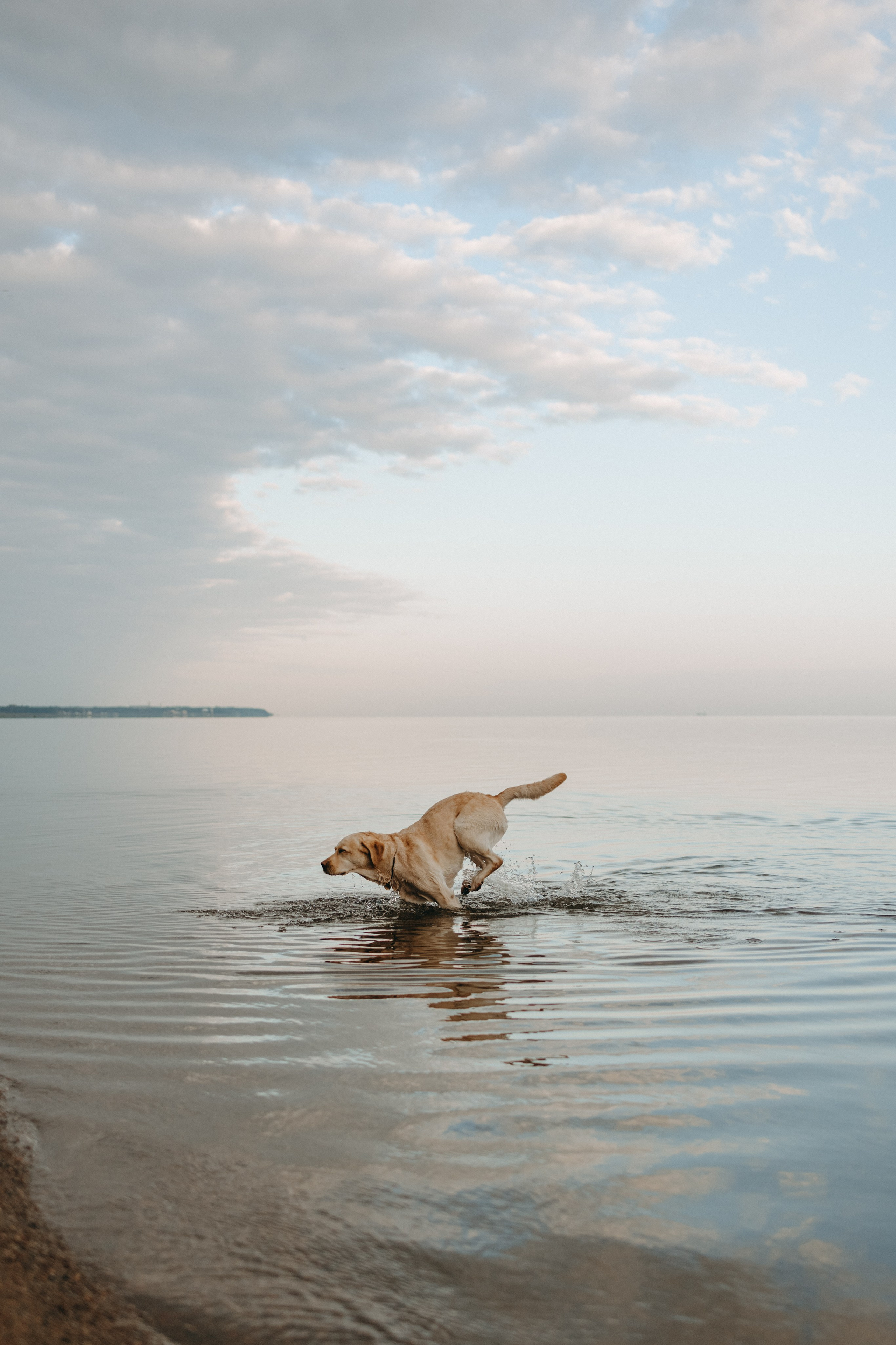 Наташа и Шани. Фотограф — Анималист | Санкт-Петербург