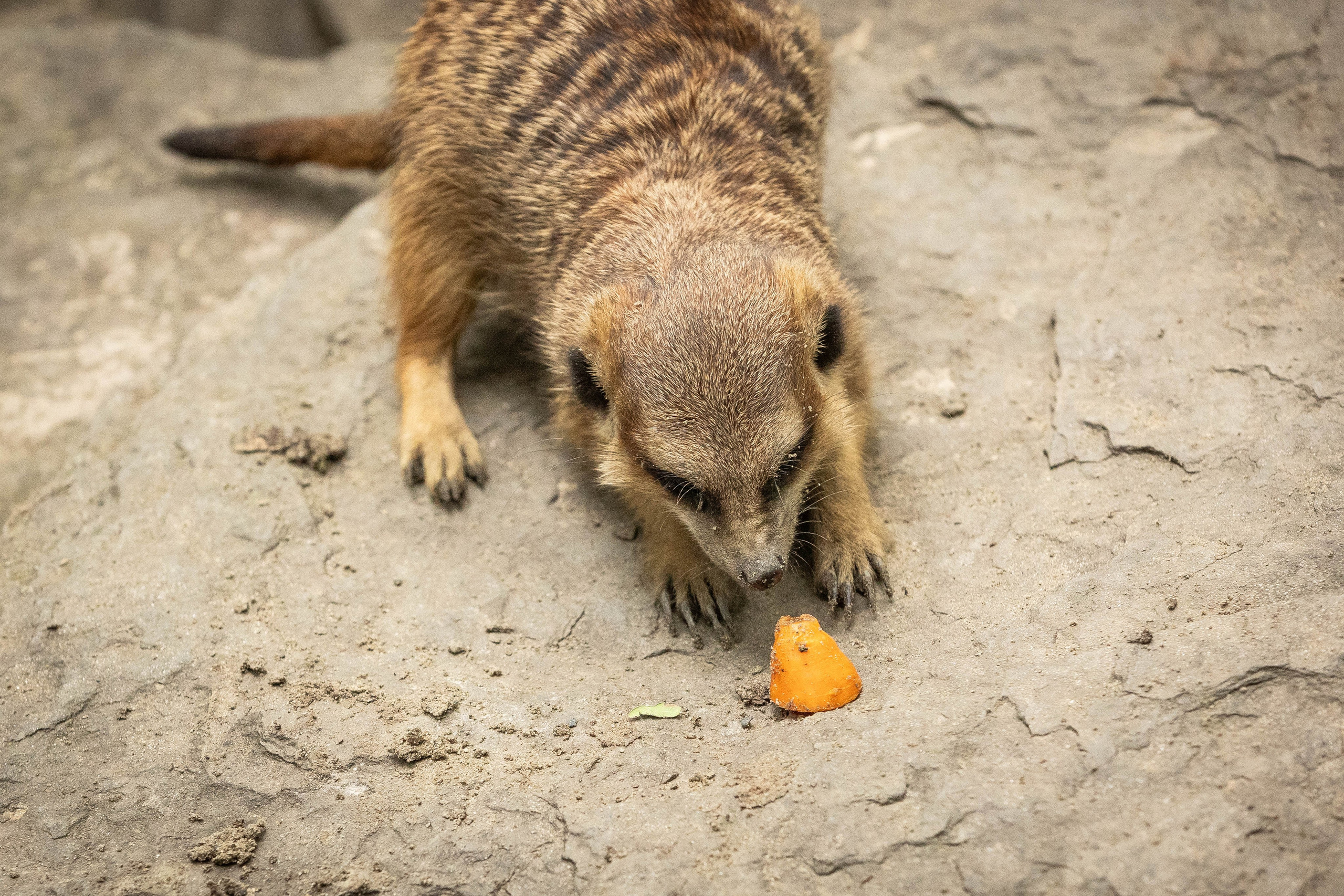 Зоопарк Малинки. Фотограф-АниМалист Анна Абрамова