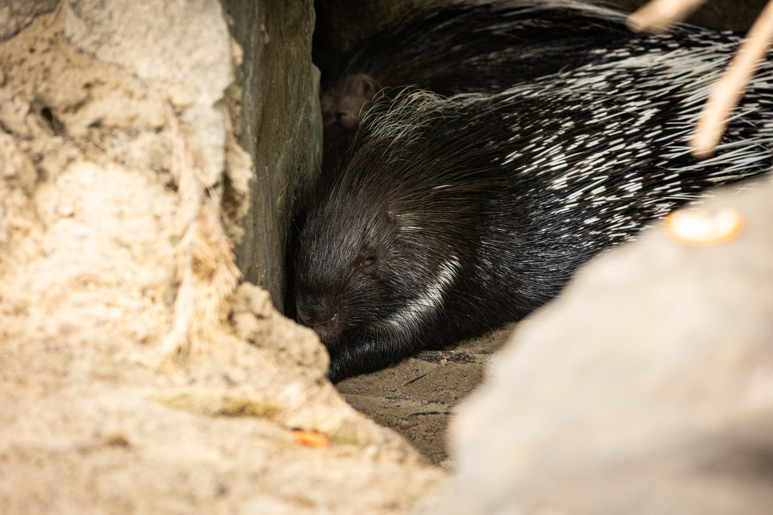 Зоопарк Малинки. Фотограф-АниМалист Анна Абрамова