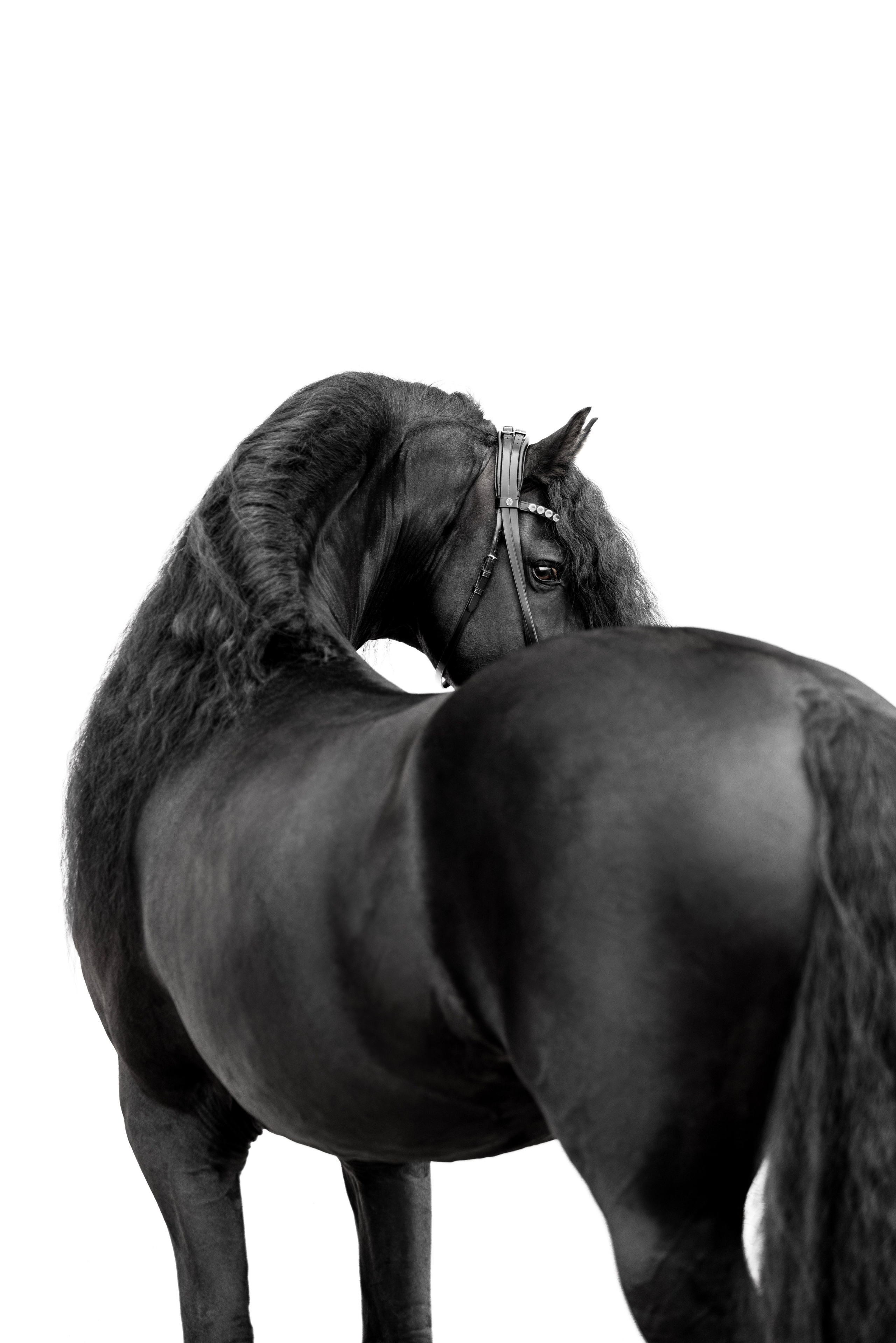 Конные портреты. Veronika Makeeva horse photo