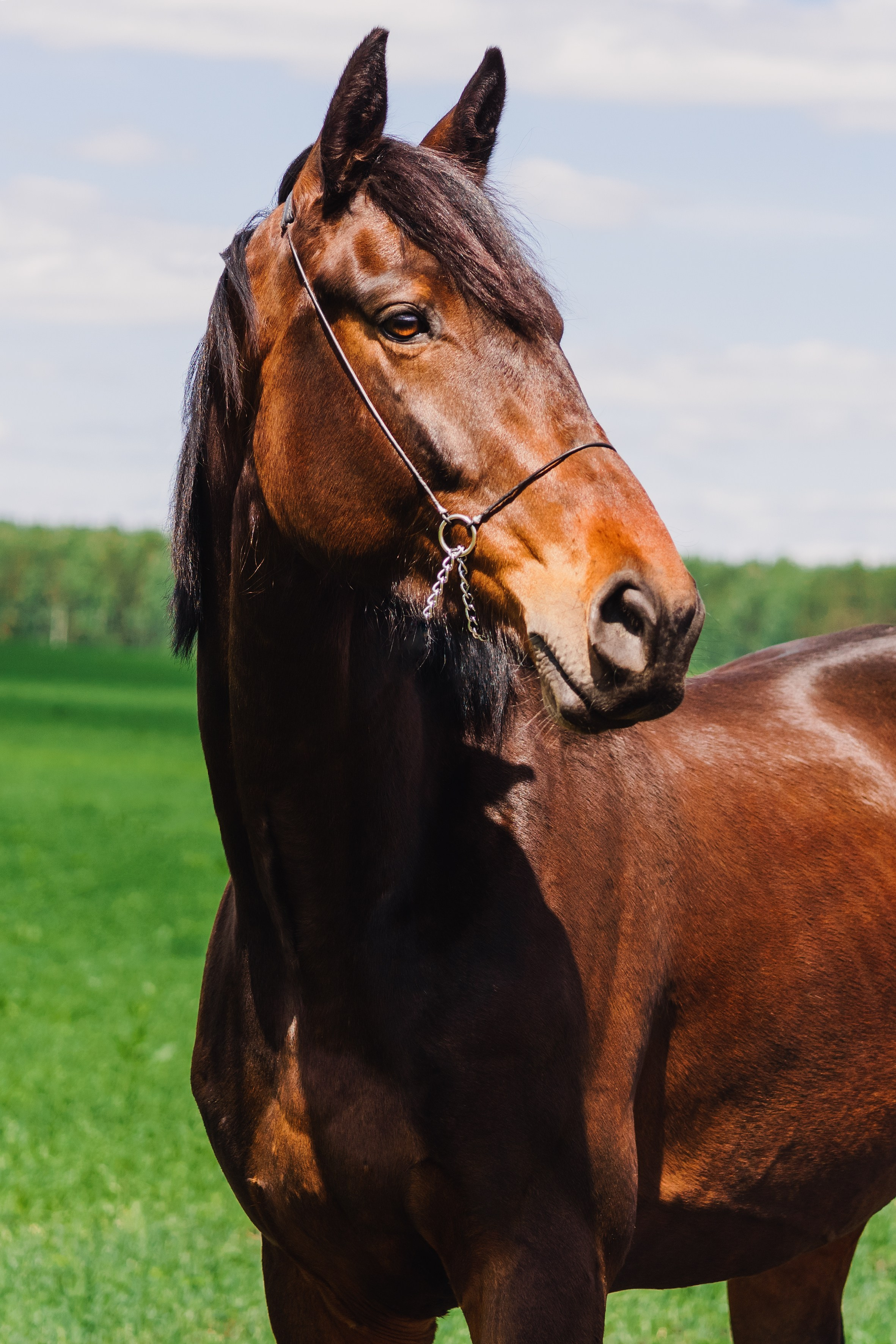 Life with horse. Saamill