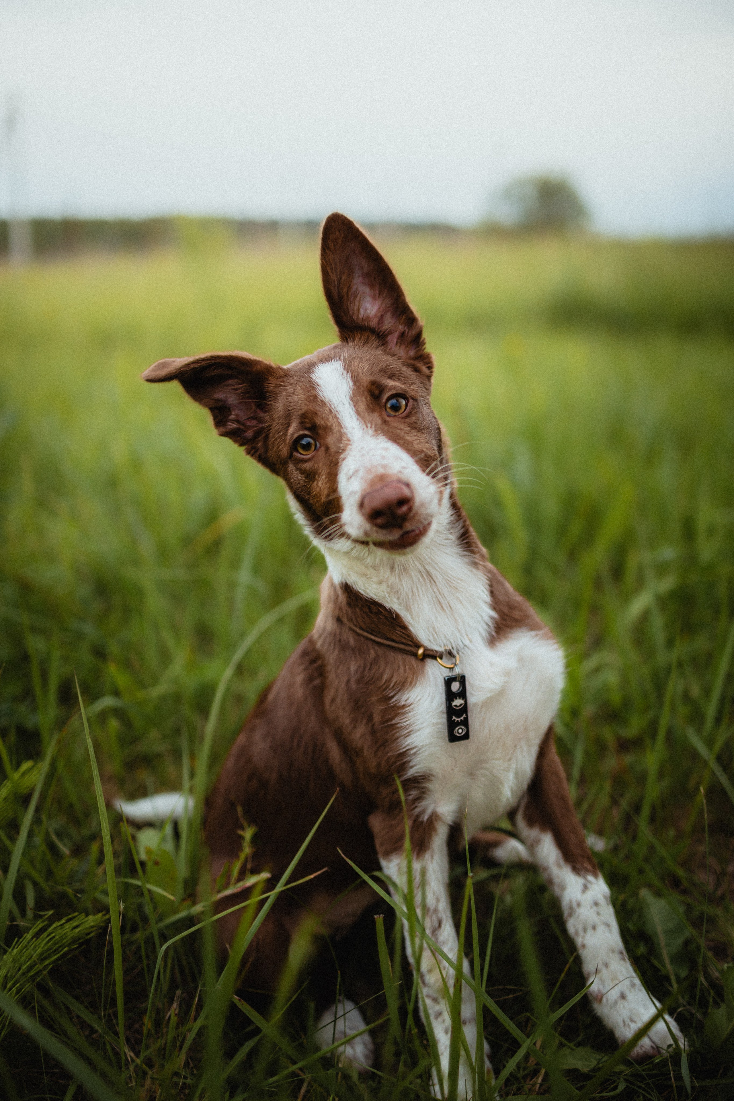 Выездной дог-тренинг от школы «Шерсть имею»