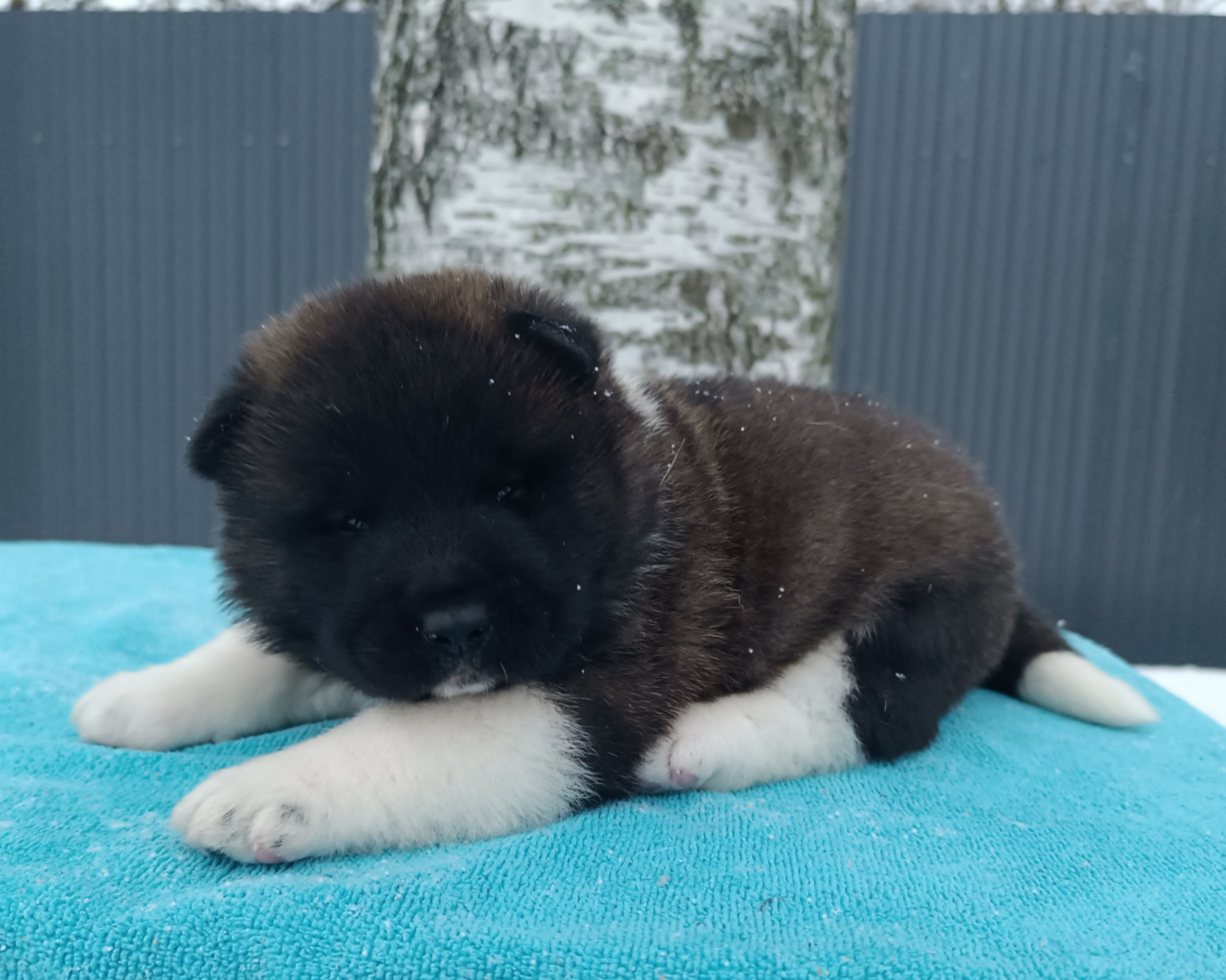 Американская акита  щенки питомник Санкт-Петербург клубные щенки Американская акита питомник RUBYLIGHT Рубилайт купить щенка американской акиты