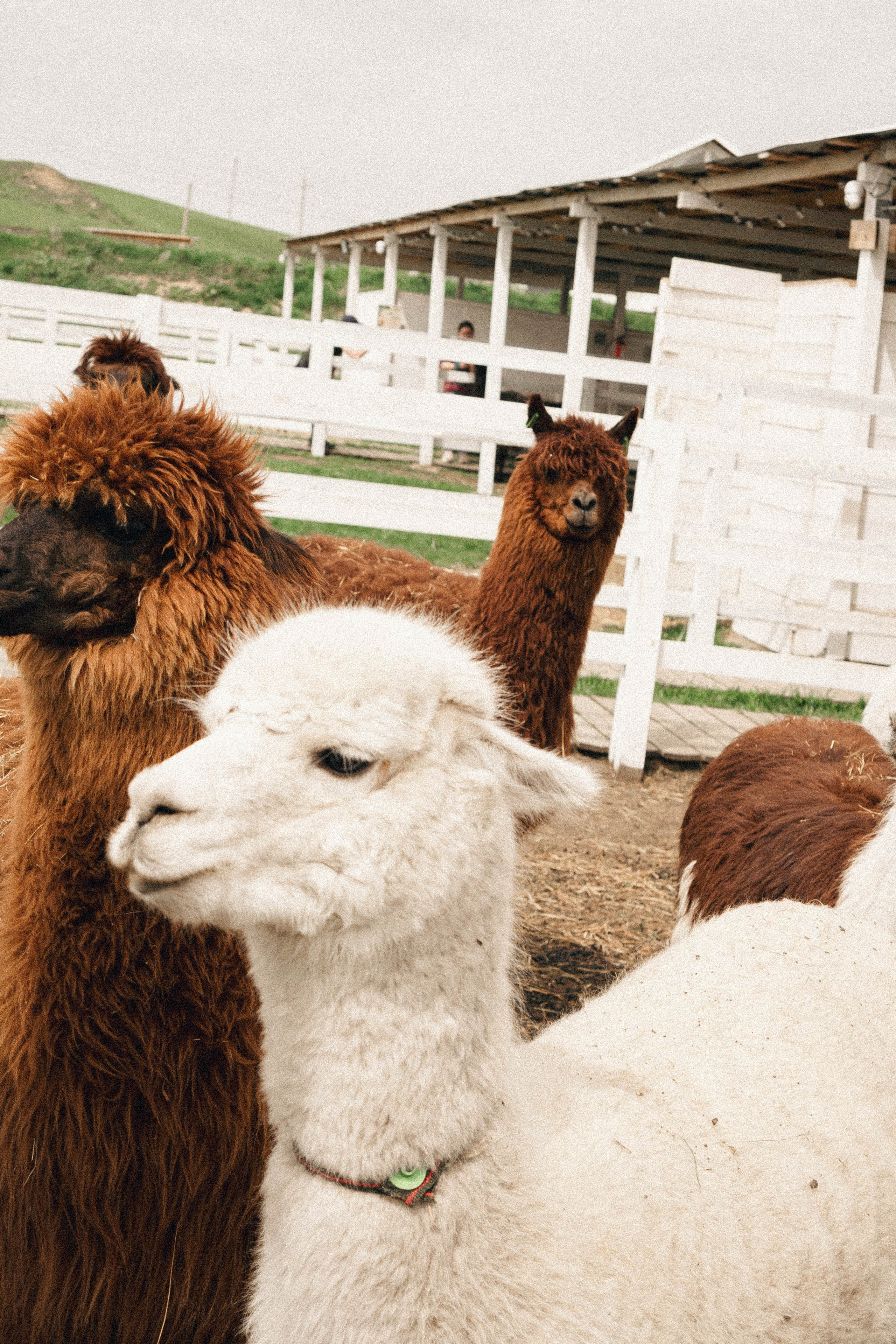 Ферма Альпак. Профессиональный фотограф, Санкт-Петербург — Виктория Богомолова