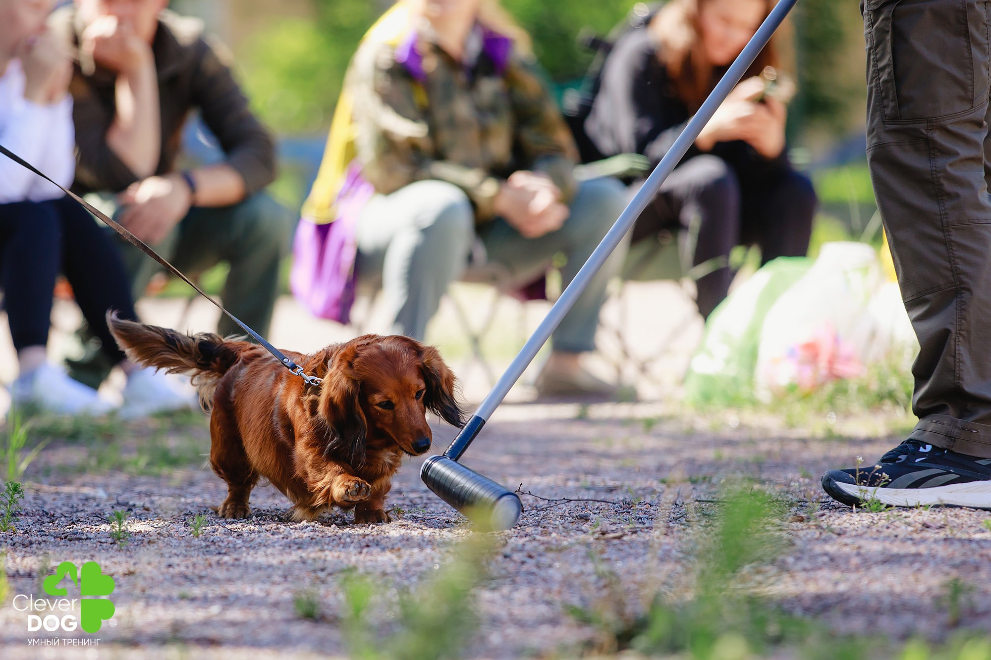 Семинар по поиску запаха с Иваном Ломовым, организатор CleverDog, СПб. Фотограф-анималист Mary Mart — Москва, Питер
