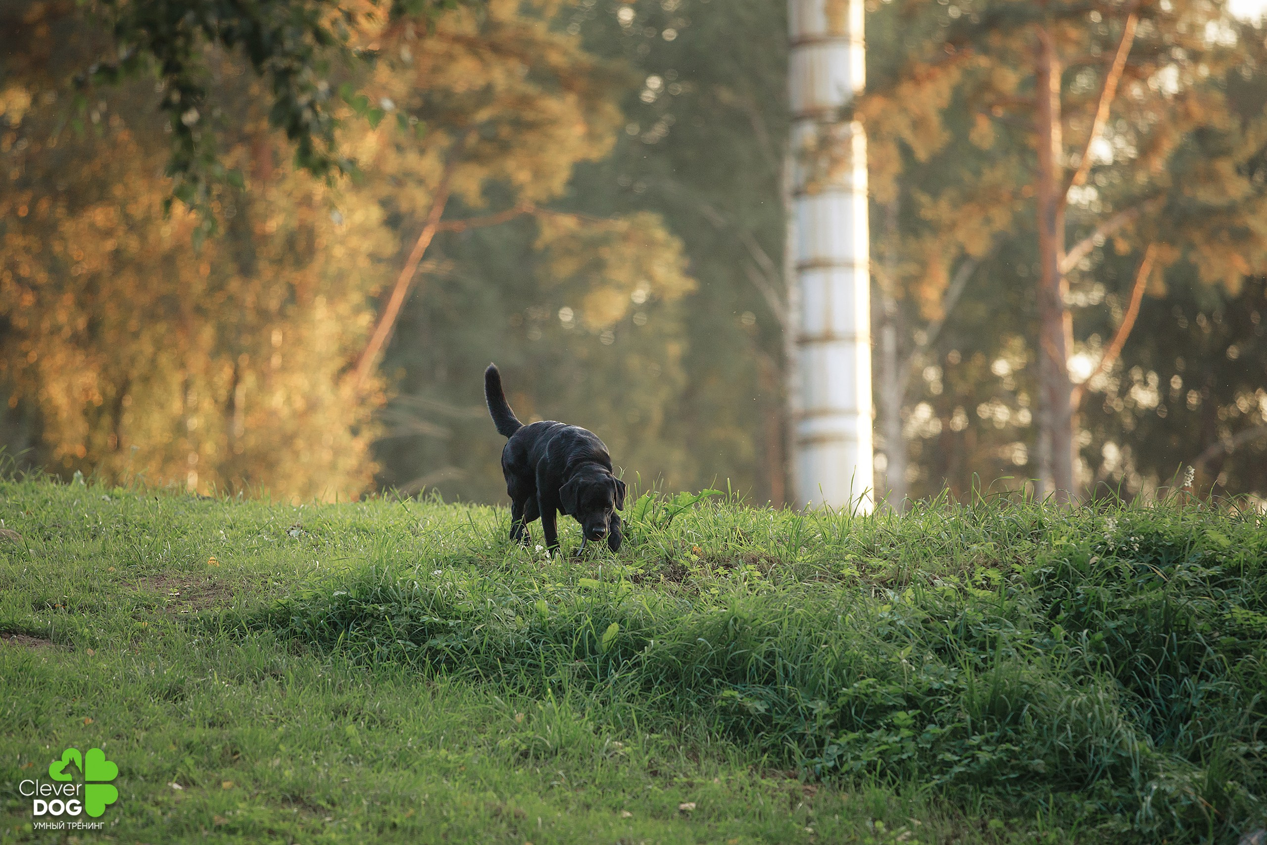 Кинологический лагерь CleverDog, 2024. Фотограф-анималист Mary Mart — Москва, Питер