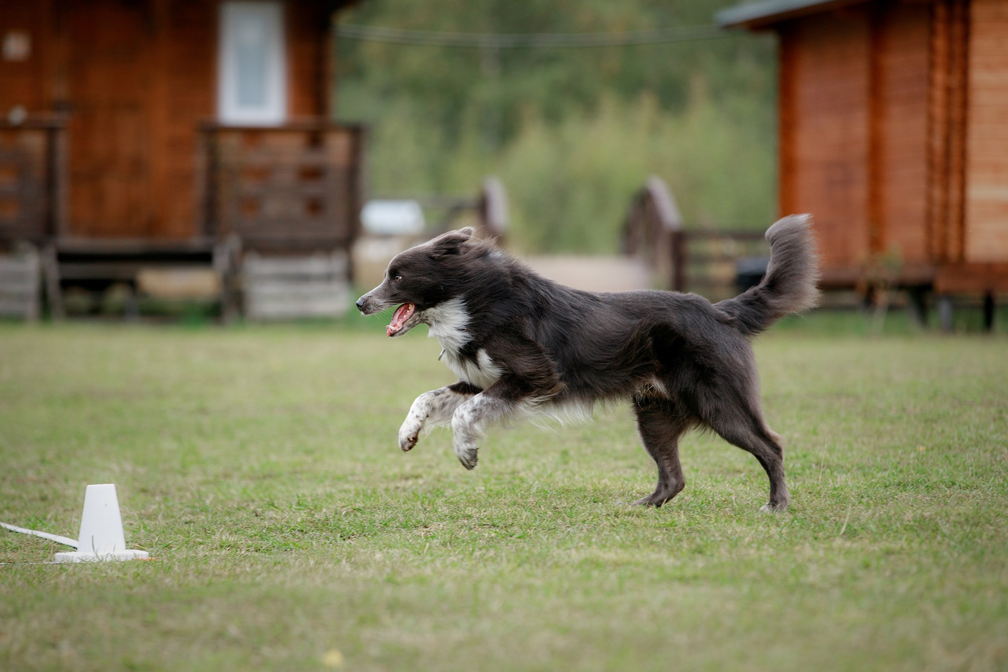 Лагерь по ОБД с Инной Баженовой. Фотограф-анималист Mary Mart — Москва, Питер