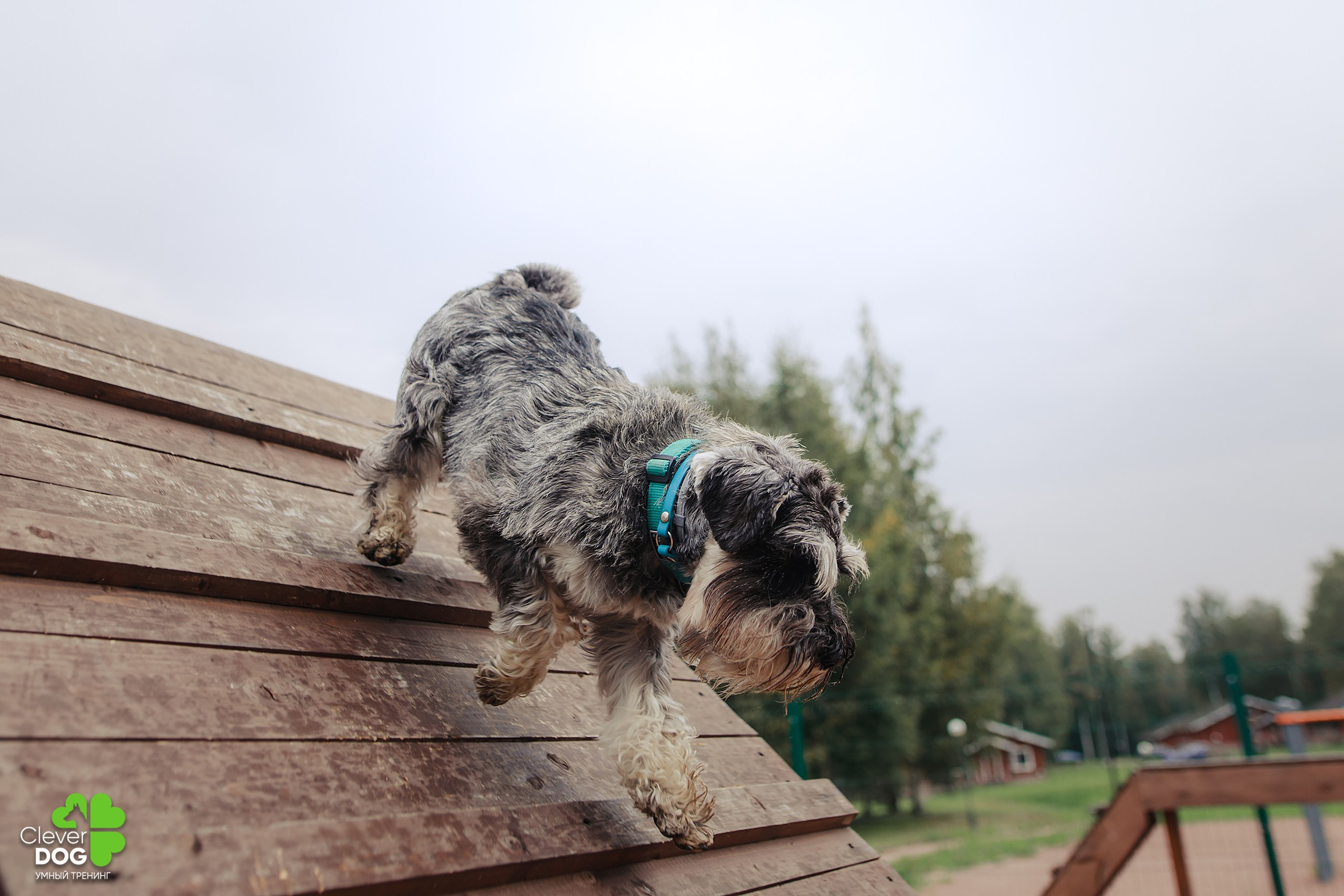 Кинологический лагерь CleverDog, 2024. Фотограф-анималист Mary Mart — Москва, Питер