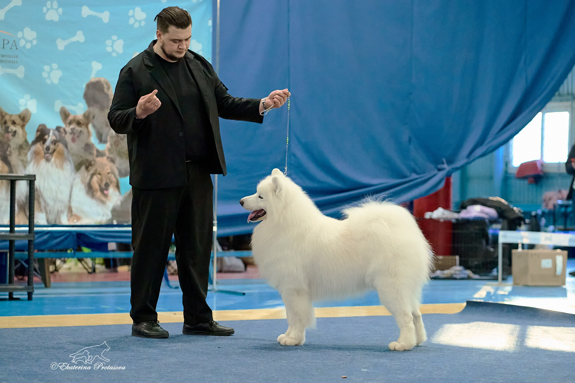 Выставки разное. Фотограф-анималист в Иркутске