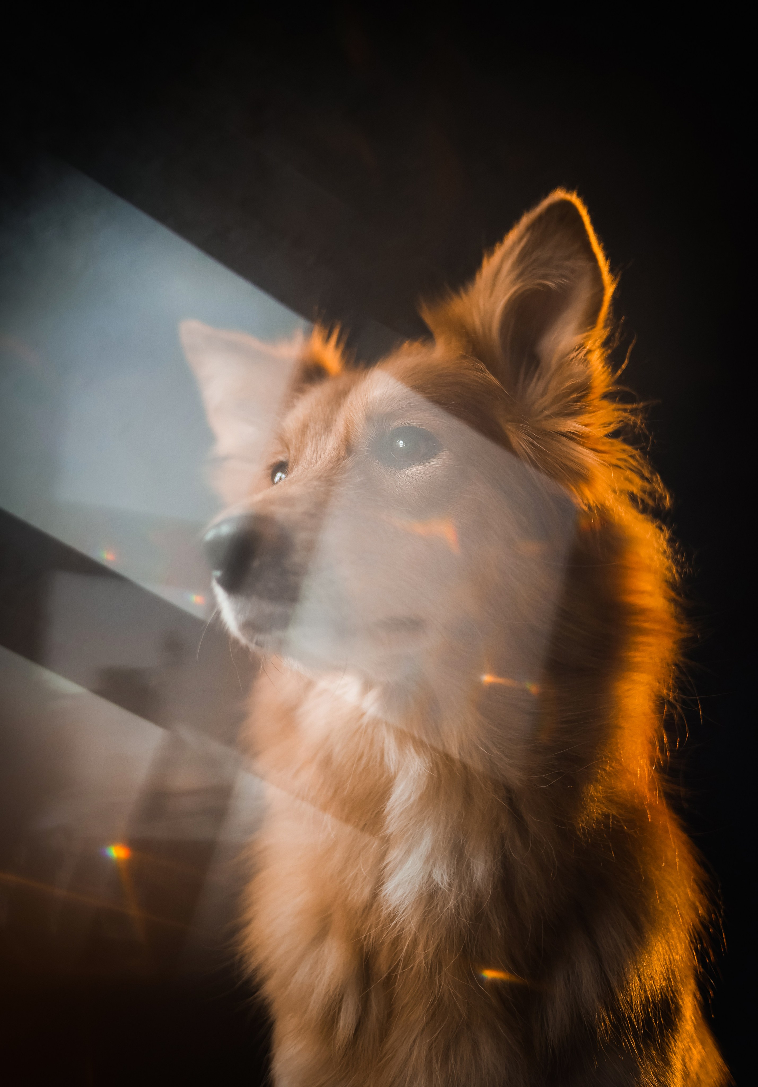 Портфолио. Фотограф-анималист в Екатеринбурге Марина Шишкина