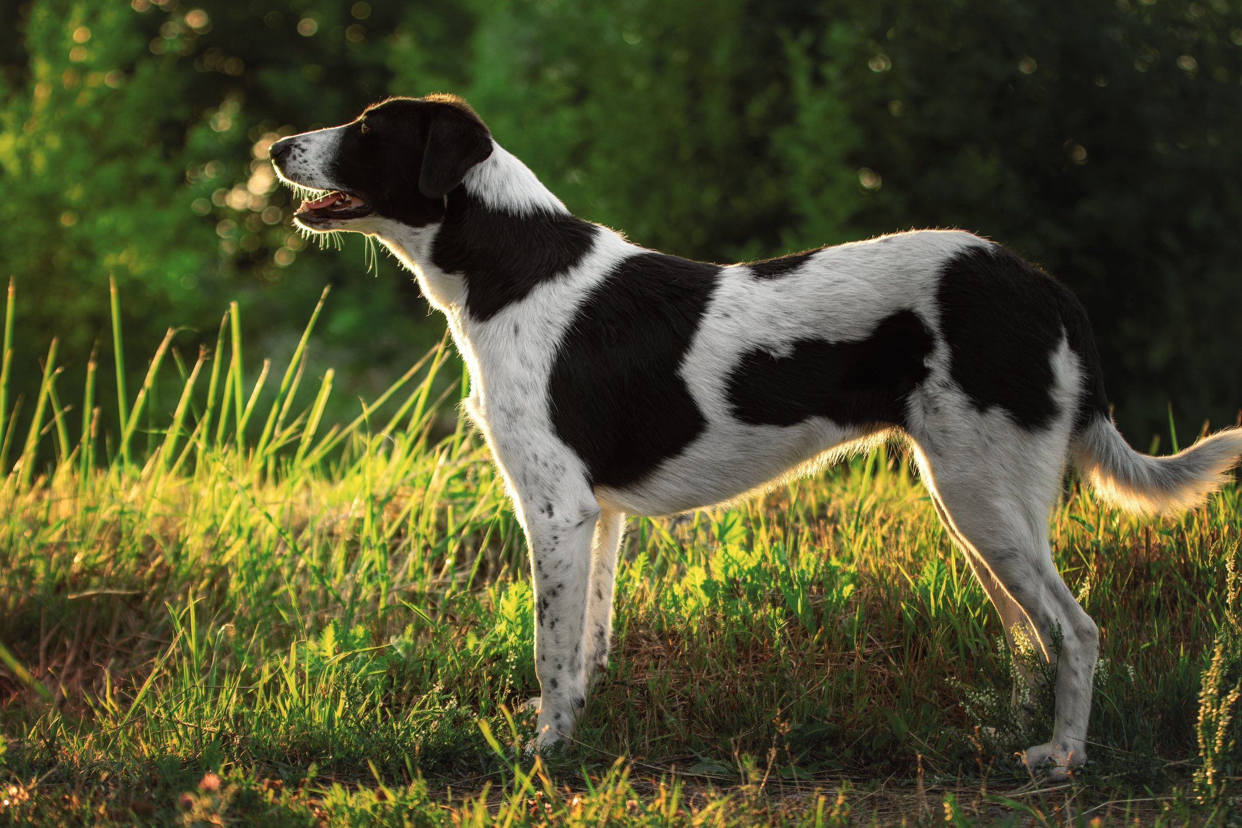 Фотопрогулка в переменчивую питерскую погоду с Луной. Фотограф-анималист Юлия Зубкова