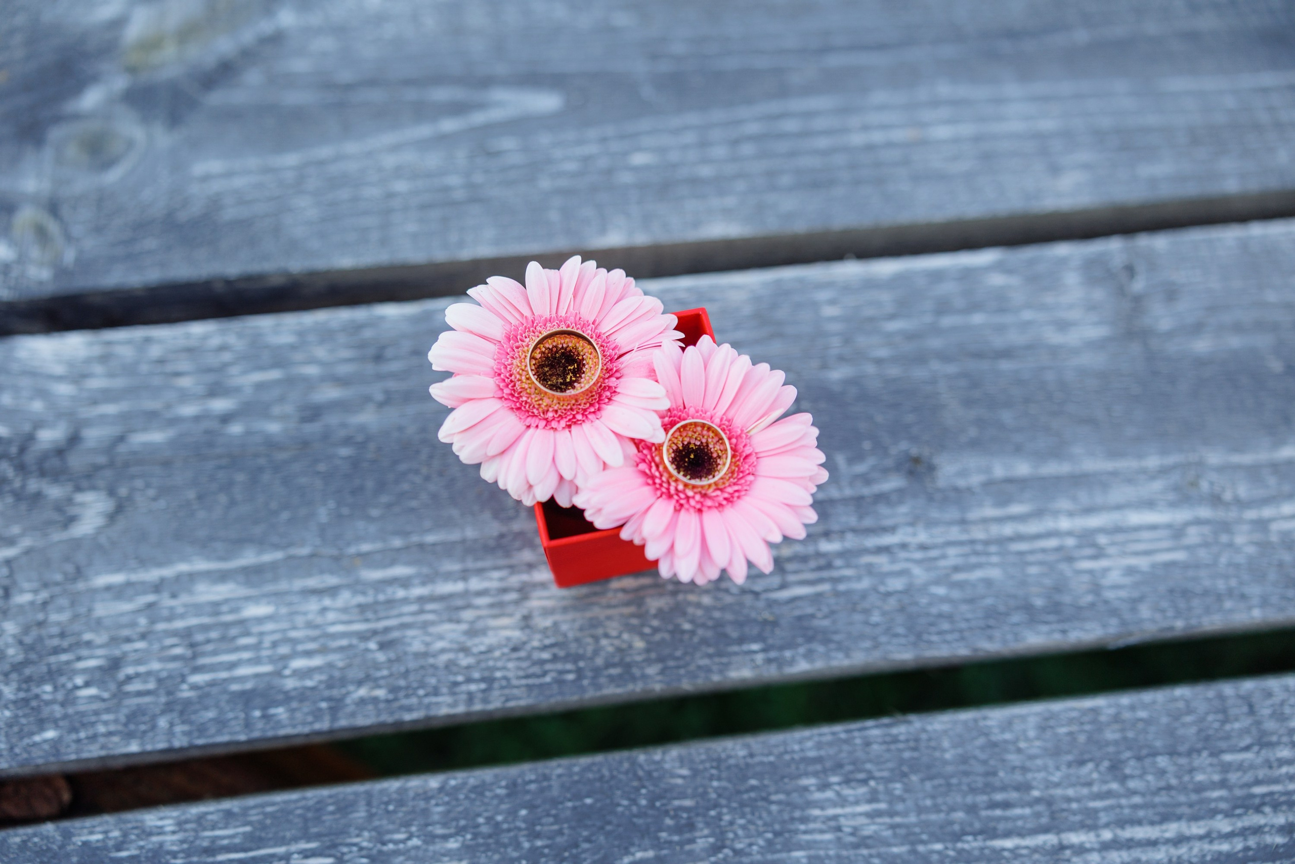 Полина и Константин. Свадебный и семейный фотограф Ольга Сморжанюк