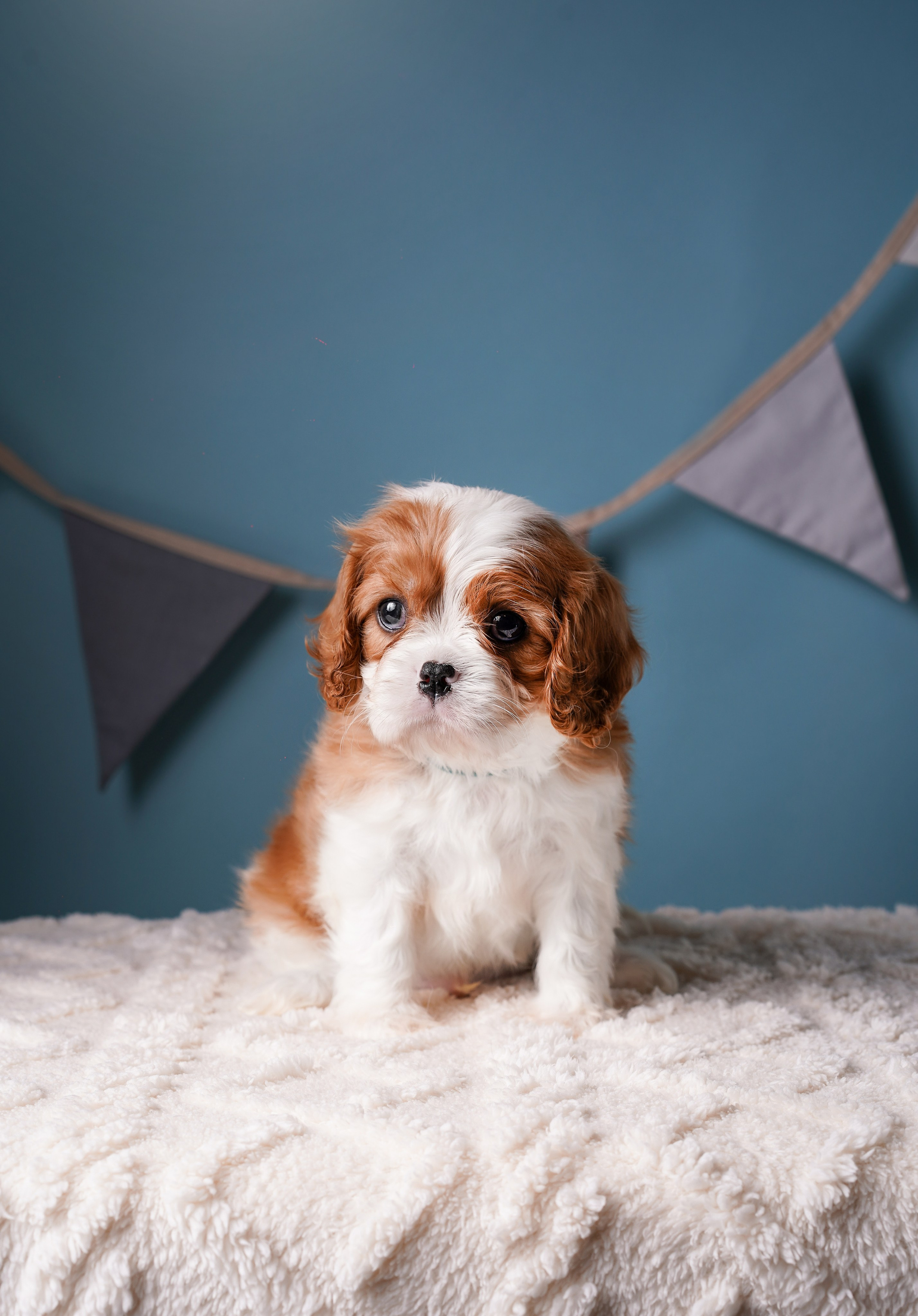 Щенки кавалера. Фотограф-анималист в Санкт-Петербурге Яна Мартынова