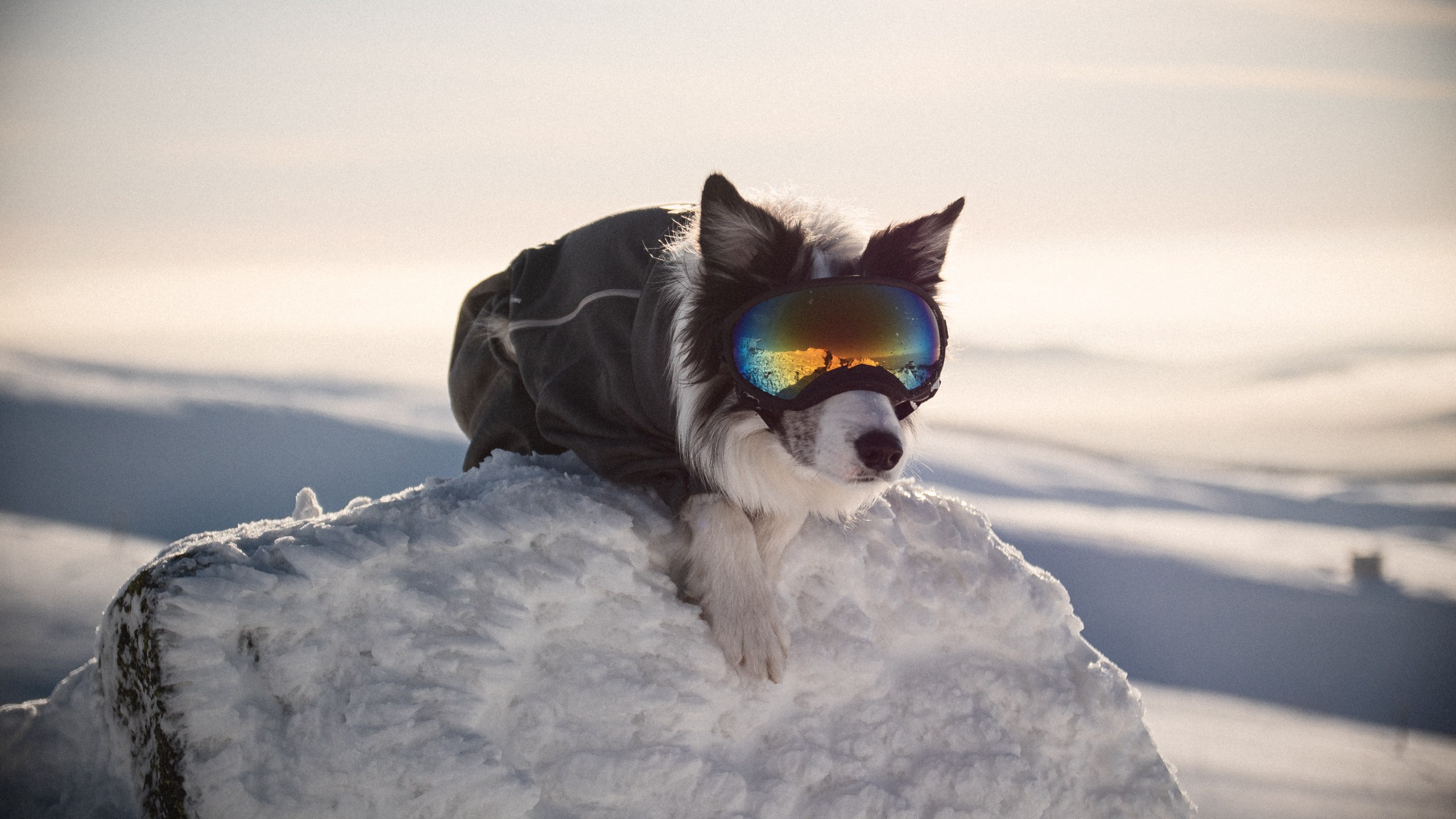 Хибины. Фотограф анималист Никита Натальный