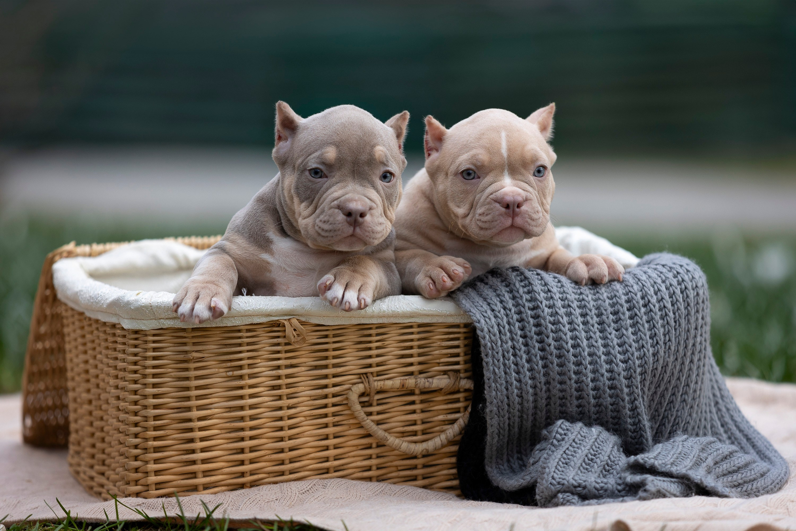Американский Булли. Фотограф анималист, семейный фотограф, фотограф собак Комратова Мария. г. Москва