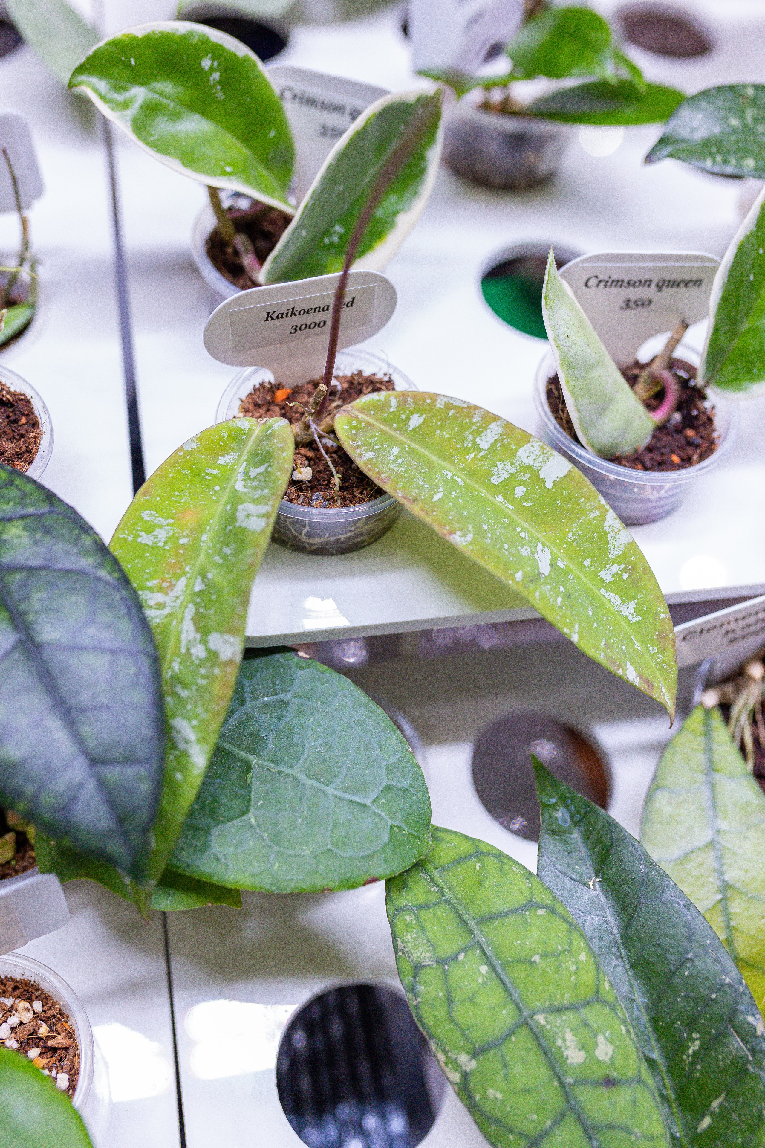 Орхидиум 12.2025. Александра Куликова фотограф, Москва