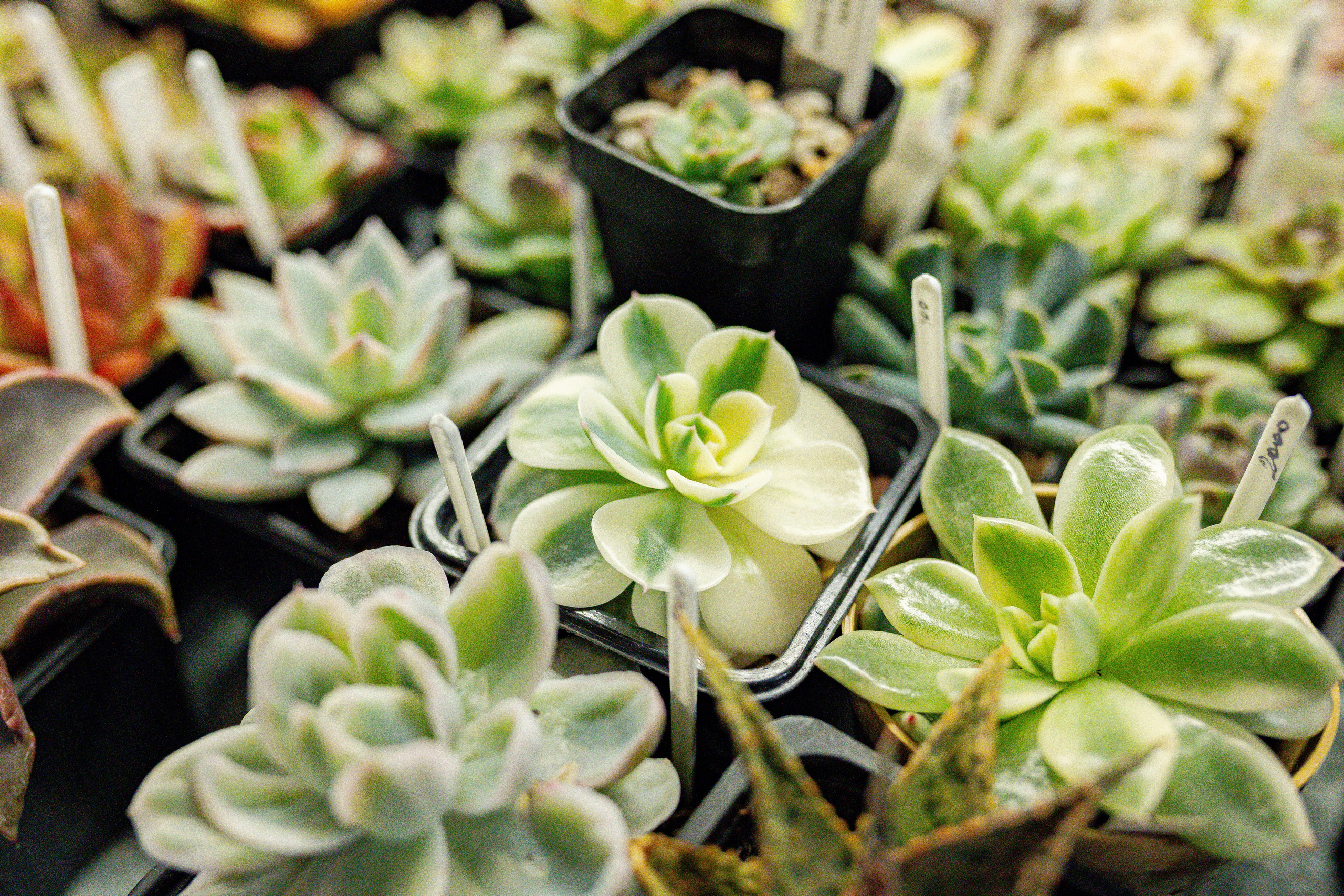 Growbox 1–2 марта. Александра Куликова фотограф, Москва