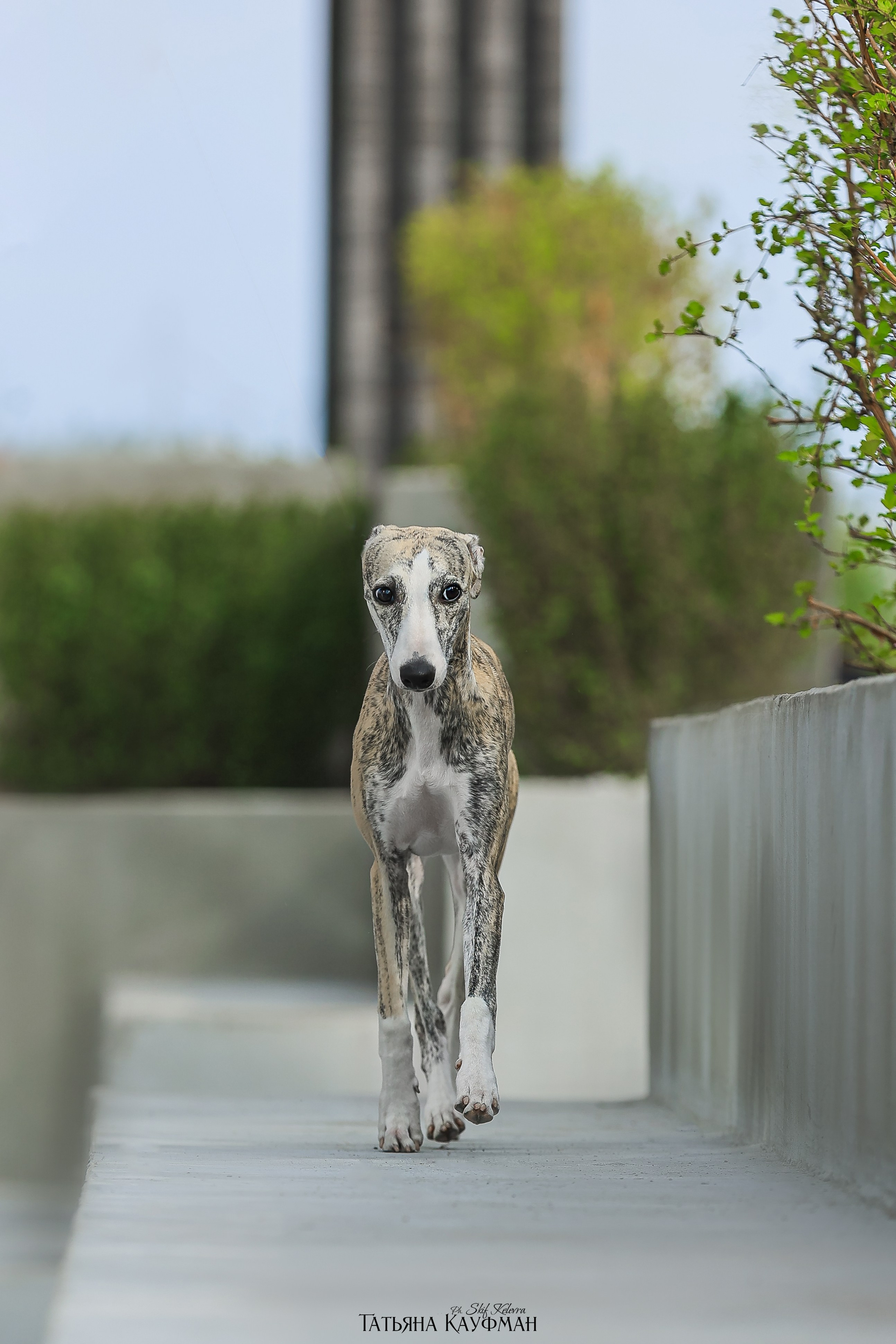 Уиппет, фотография уиппет, собака в цветах, красивая собака, фотограф анималист, фотокурс Анималистика, научиться фотографировать собак, фотограф Новосибирск