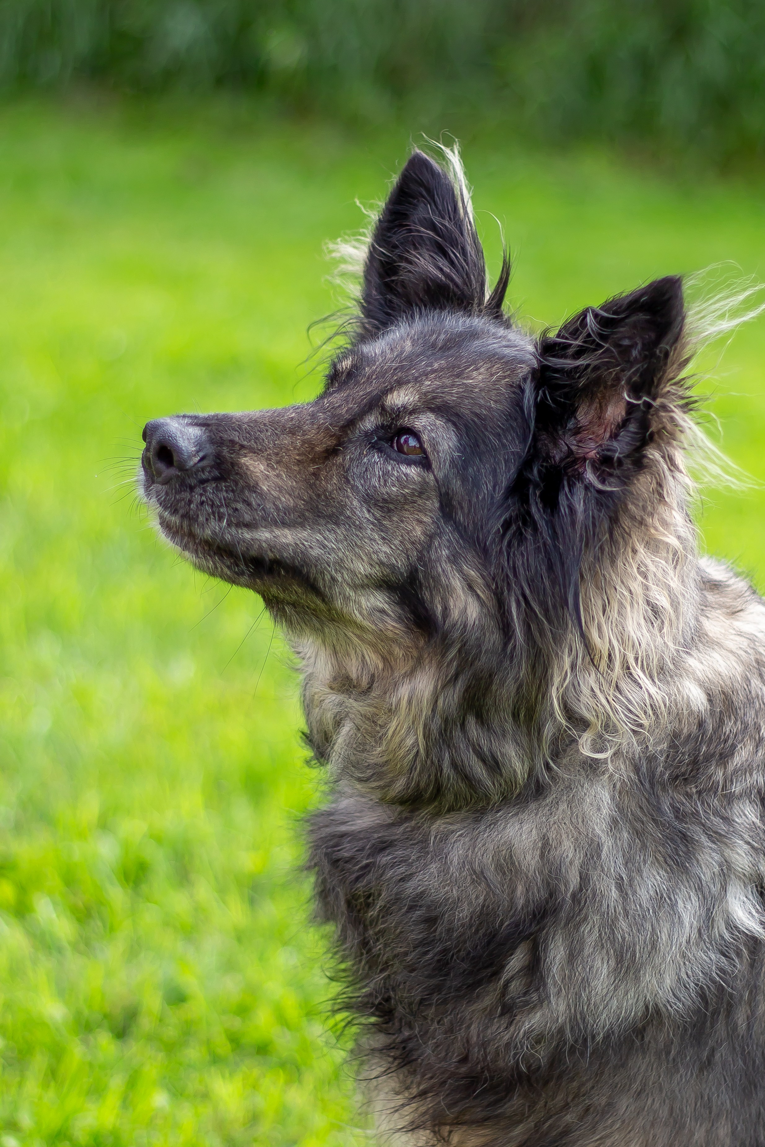 Собачья жизнь — Зоогостиница «Счастливые мечтатели». Фотограф • Орехово-Зуево • Балашиха • TEFO