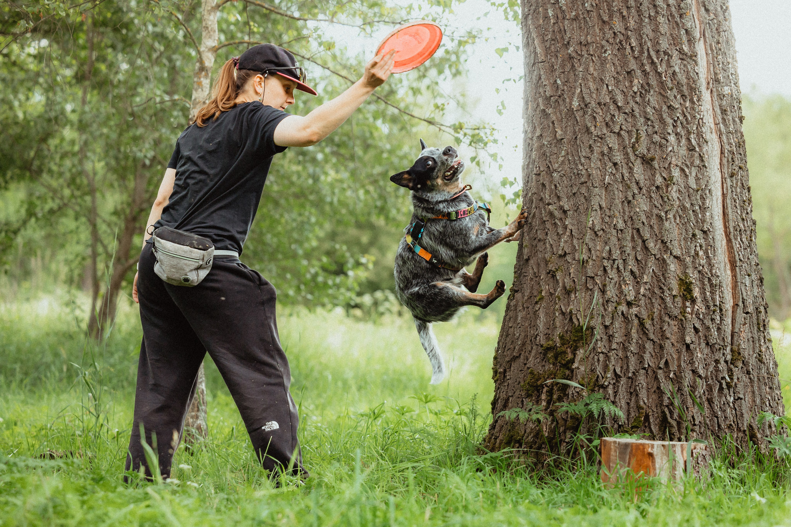Выездной дог-тренинг от школы «Шерсть имею»