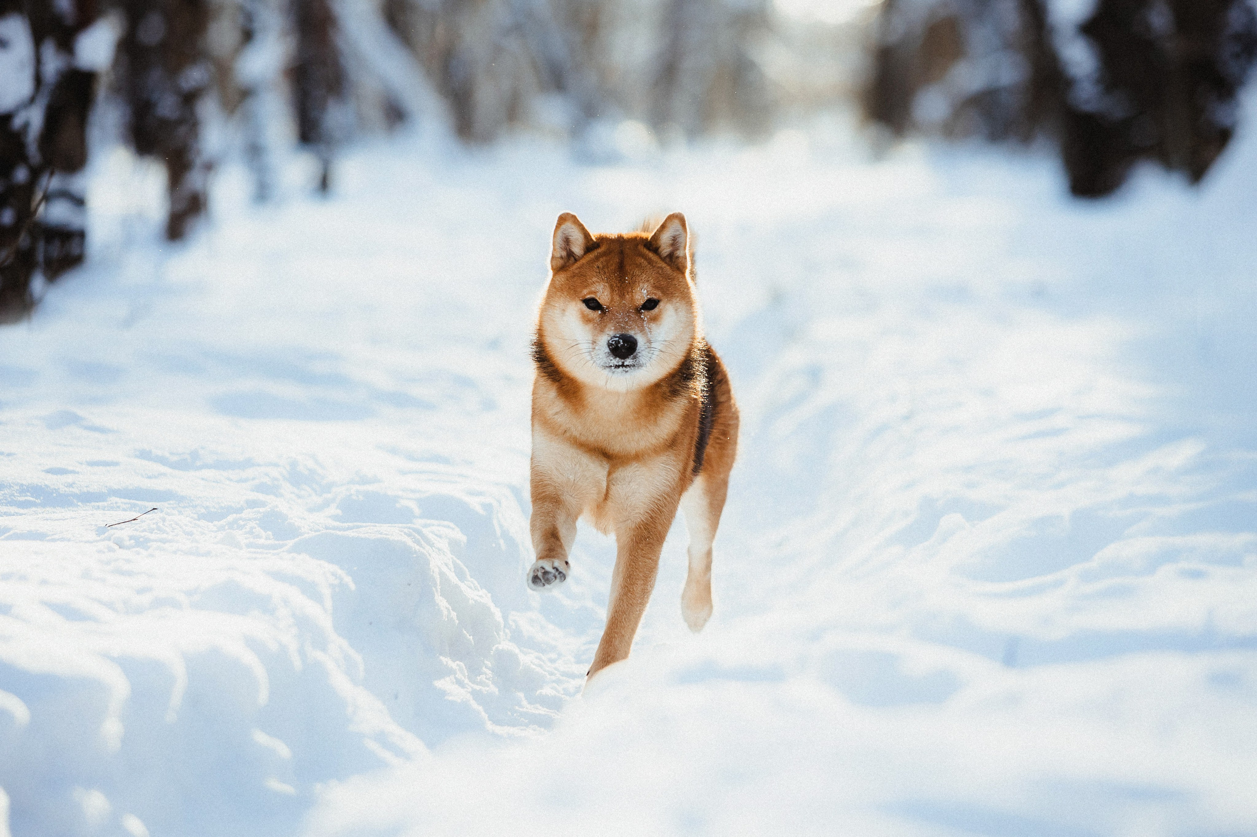 Шед, Цири и Ира