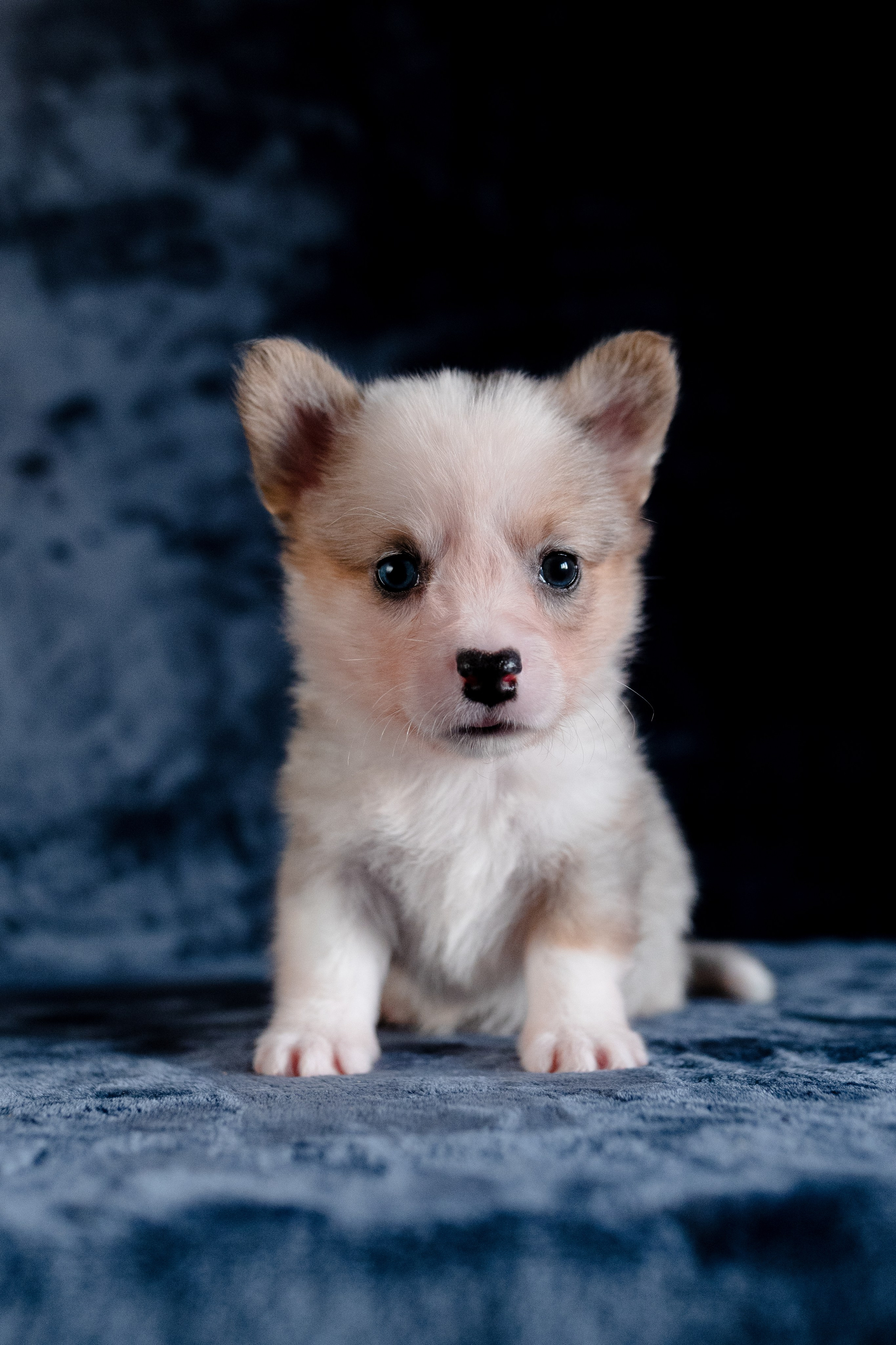 Вельш-корги-пемброк. Фотограф анималист в Москве Ольга Агушева
