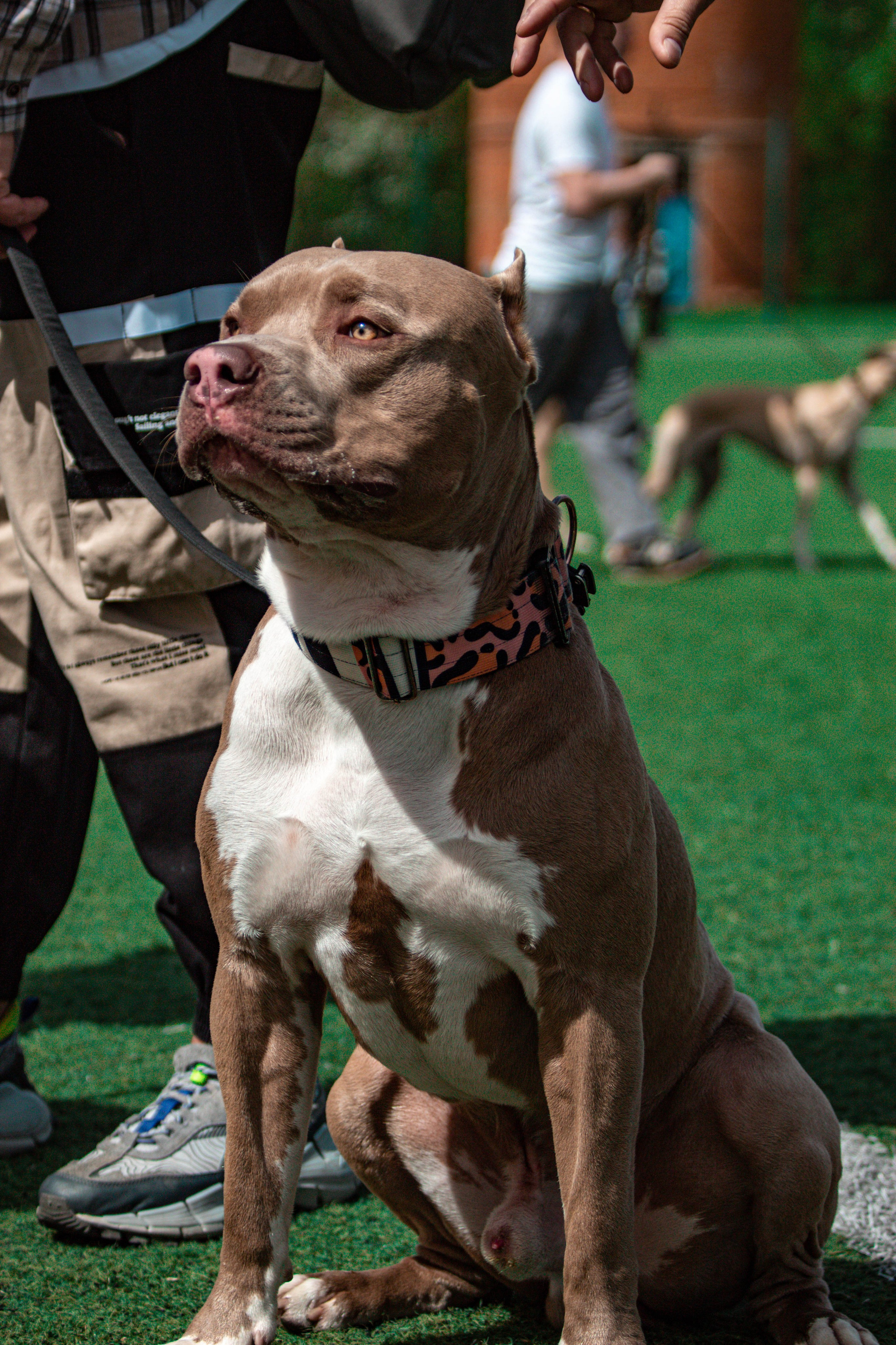 Фотограф анималист для выставки собак в Туле. Фотограф анималист — Тула, Москва