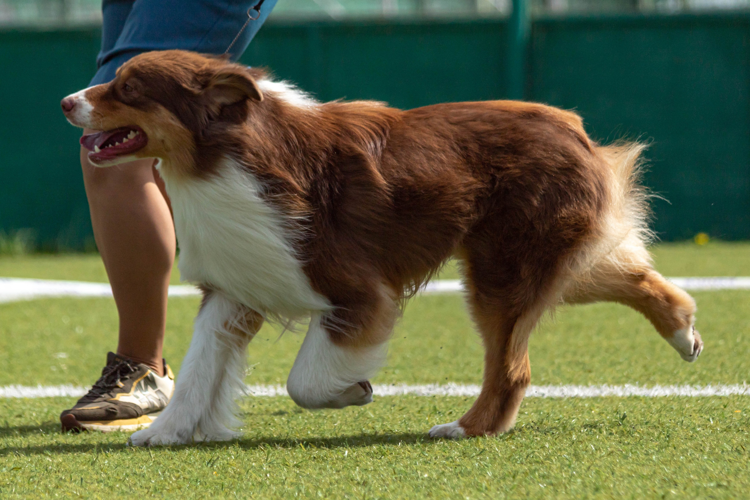 Репортажная съёмка выставки собак Тула 