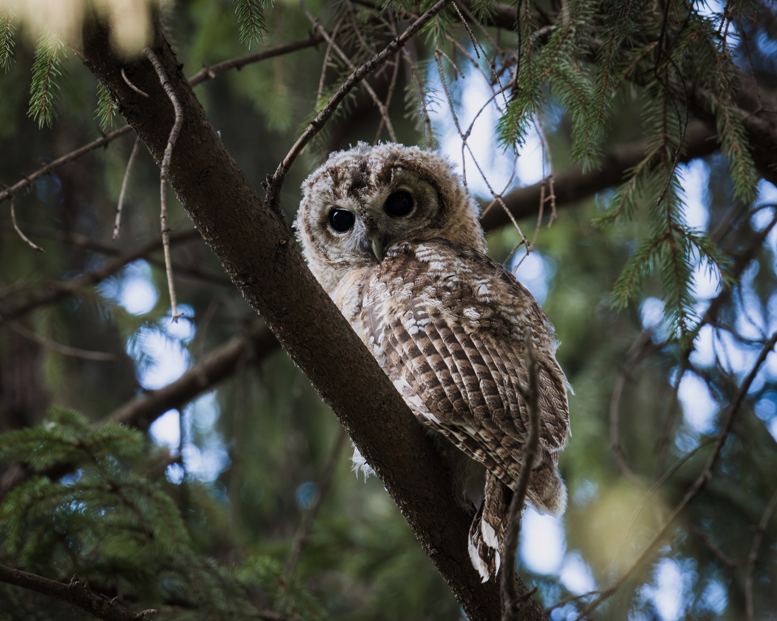 Voronezh 2025. Anton Chernov | Wildlife photographer