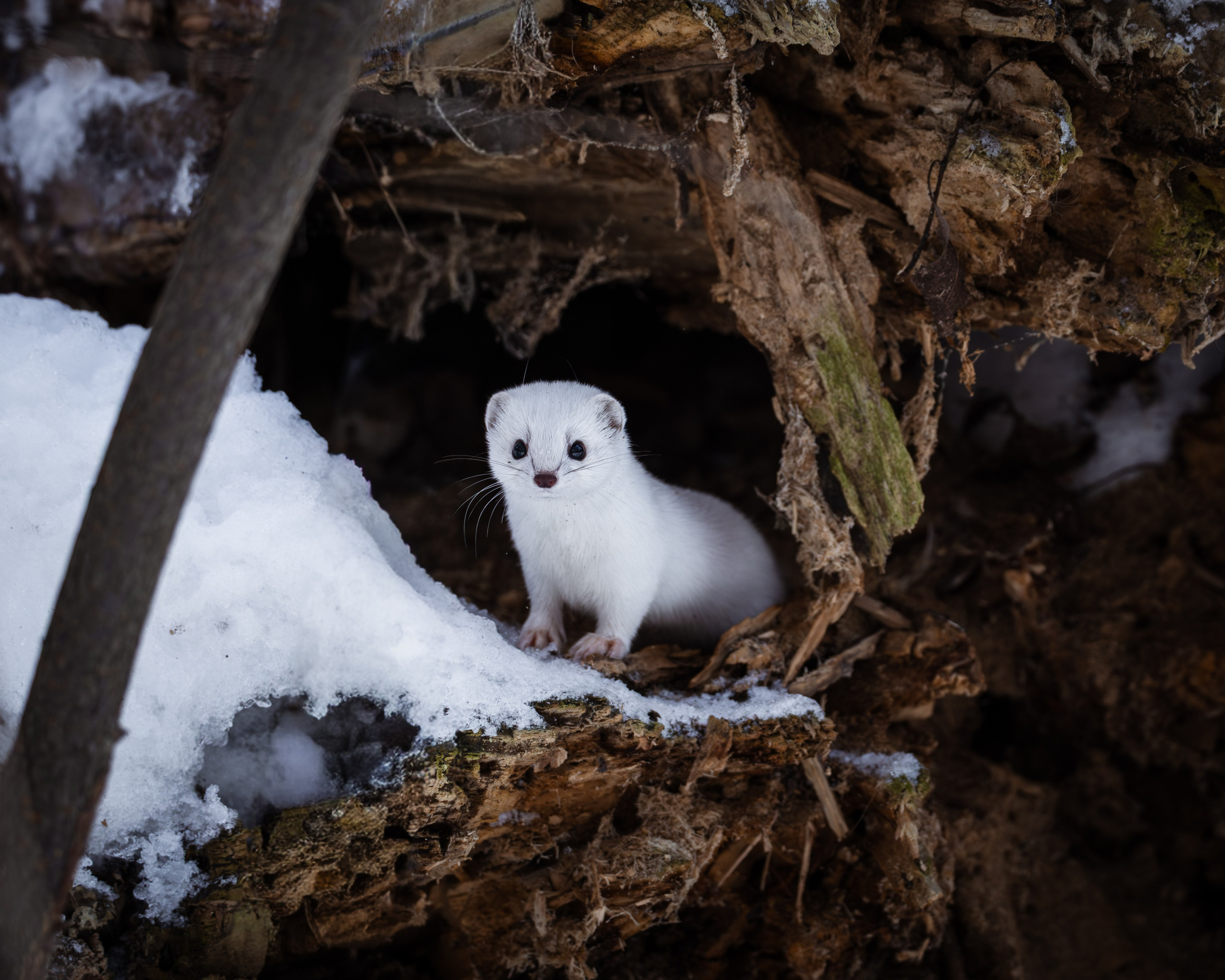 Voronezh 2026. Anton Chernov | Wildlife photographer