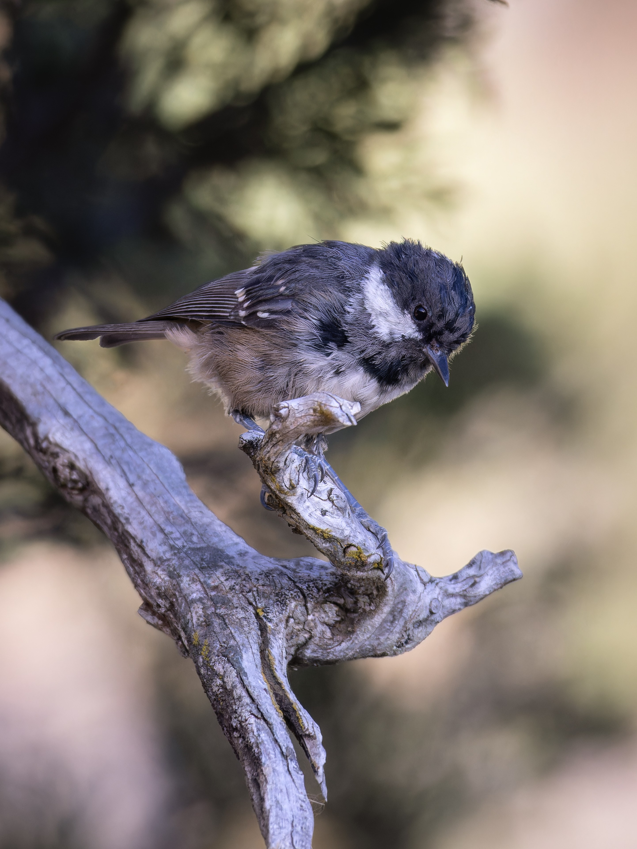 Cyprus 2023. Anton Chernov | Wildlife photographer